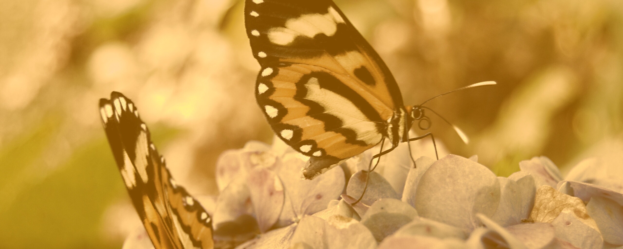 Две бабочки обои