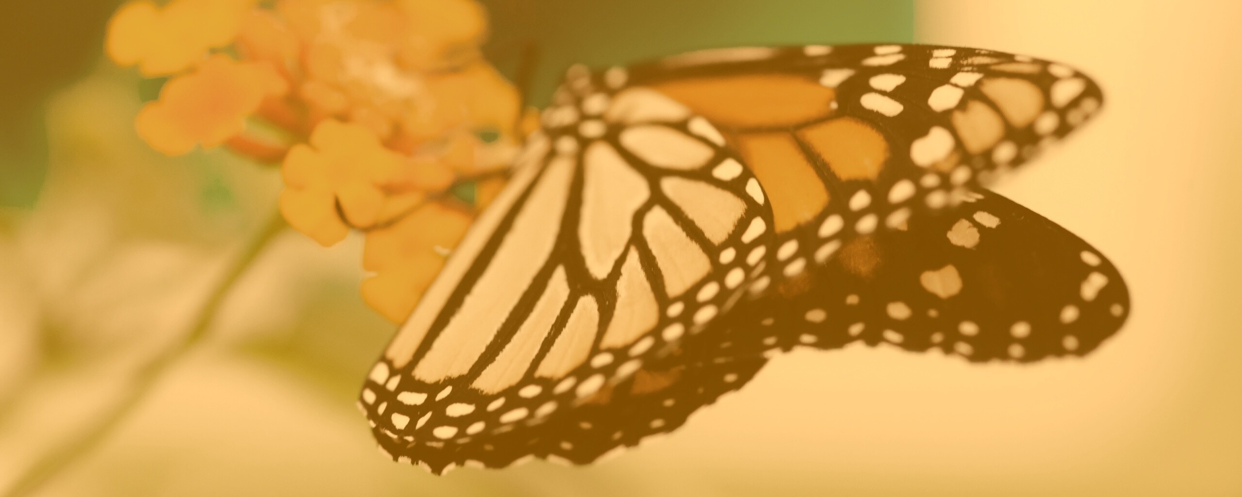 Бабочка на цветке в макро обои