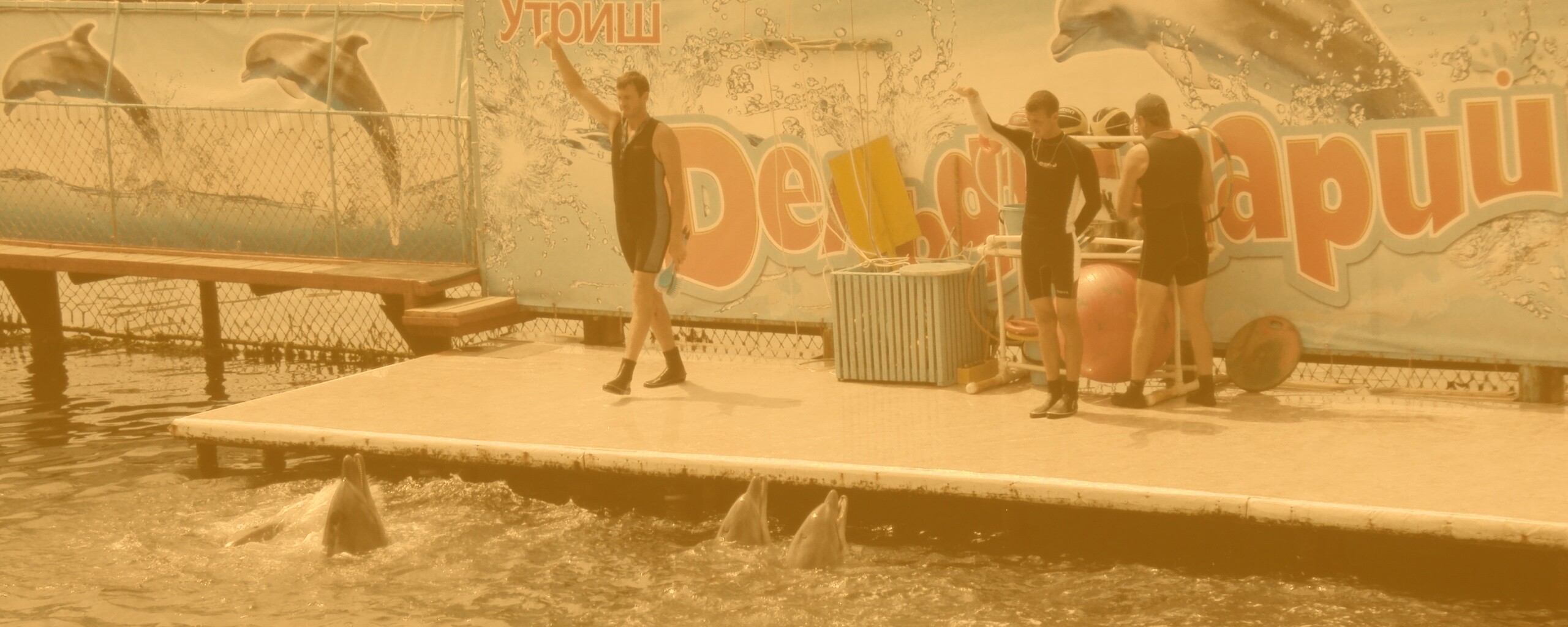 Утро в дельфинарии обои