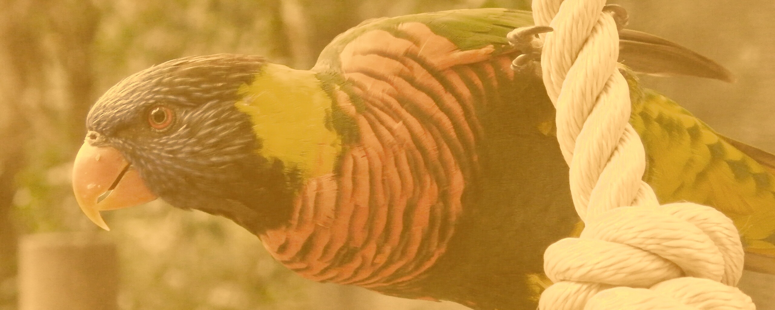 Попугай на канате обои