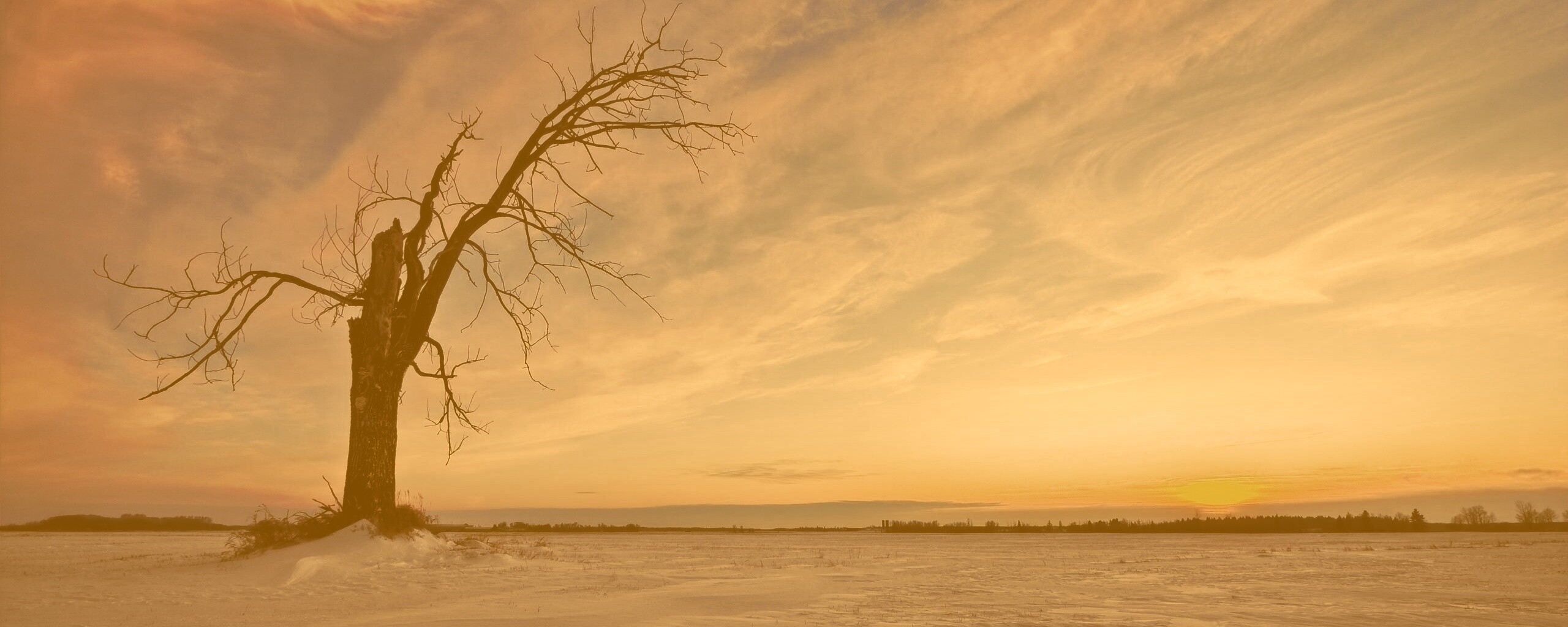 Сломанное дерево в снежной тундре обои