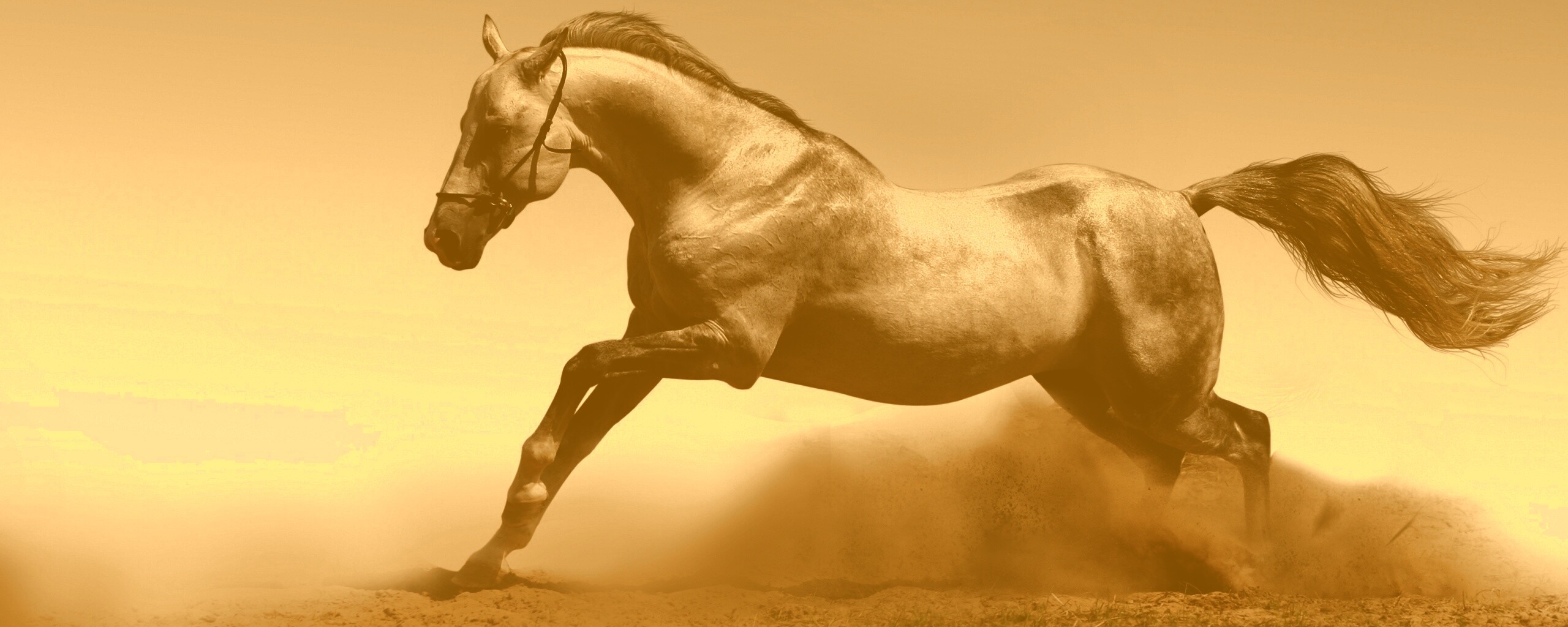 Скакун обои