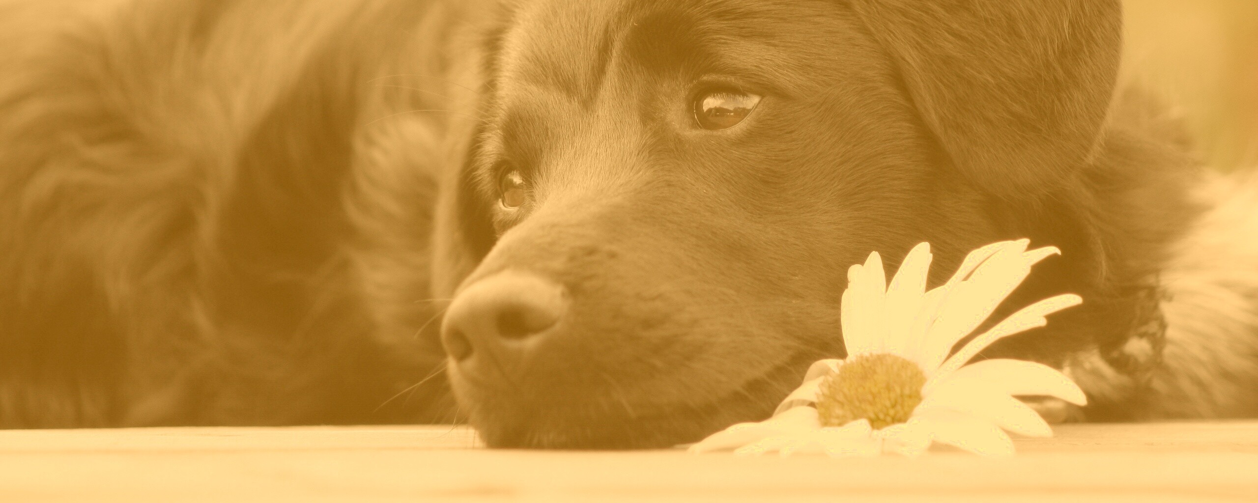 Собака с ромашкой обои