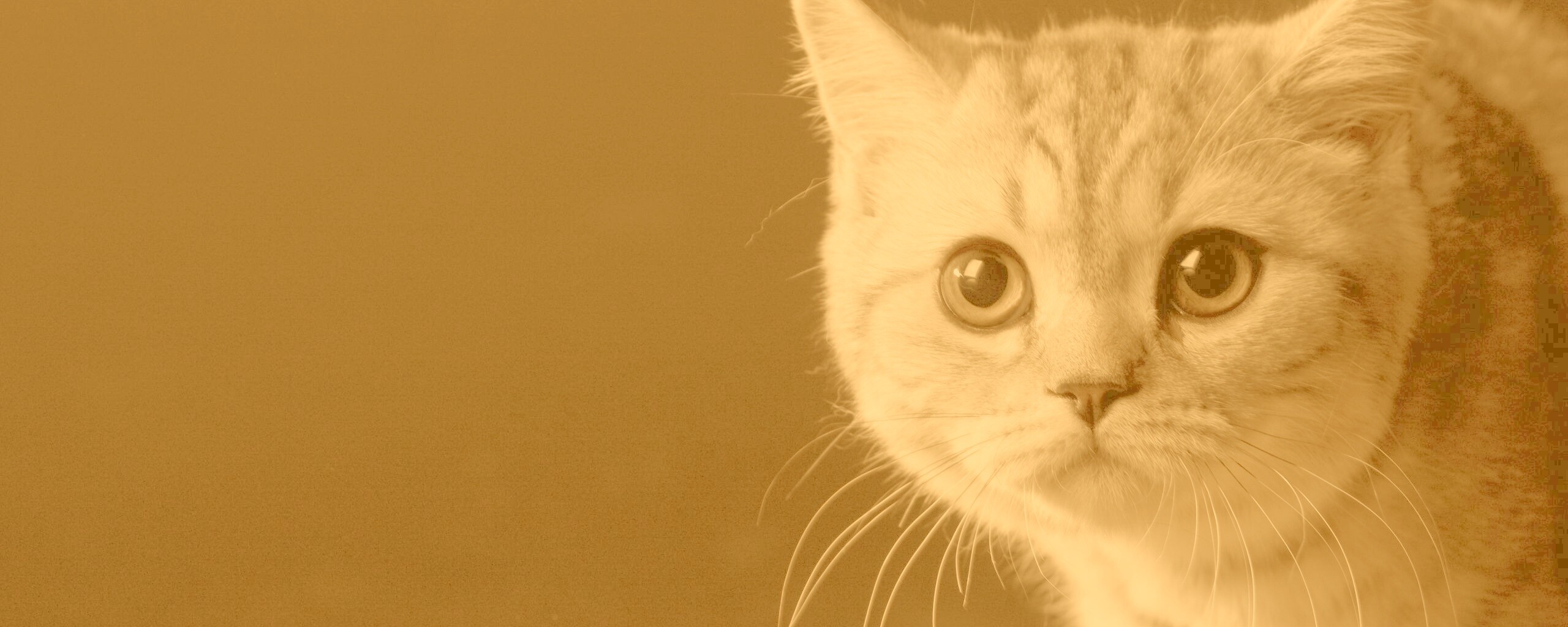 Лупоглазый котенок обои