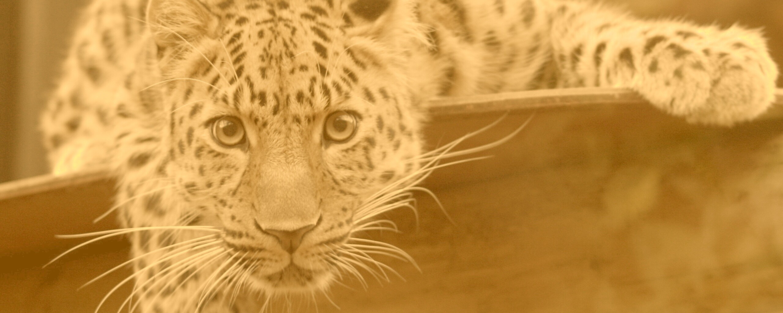 Леопард в зоопарке обои