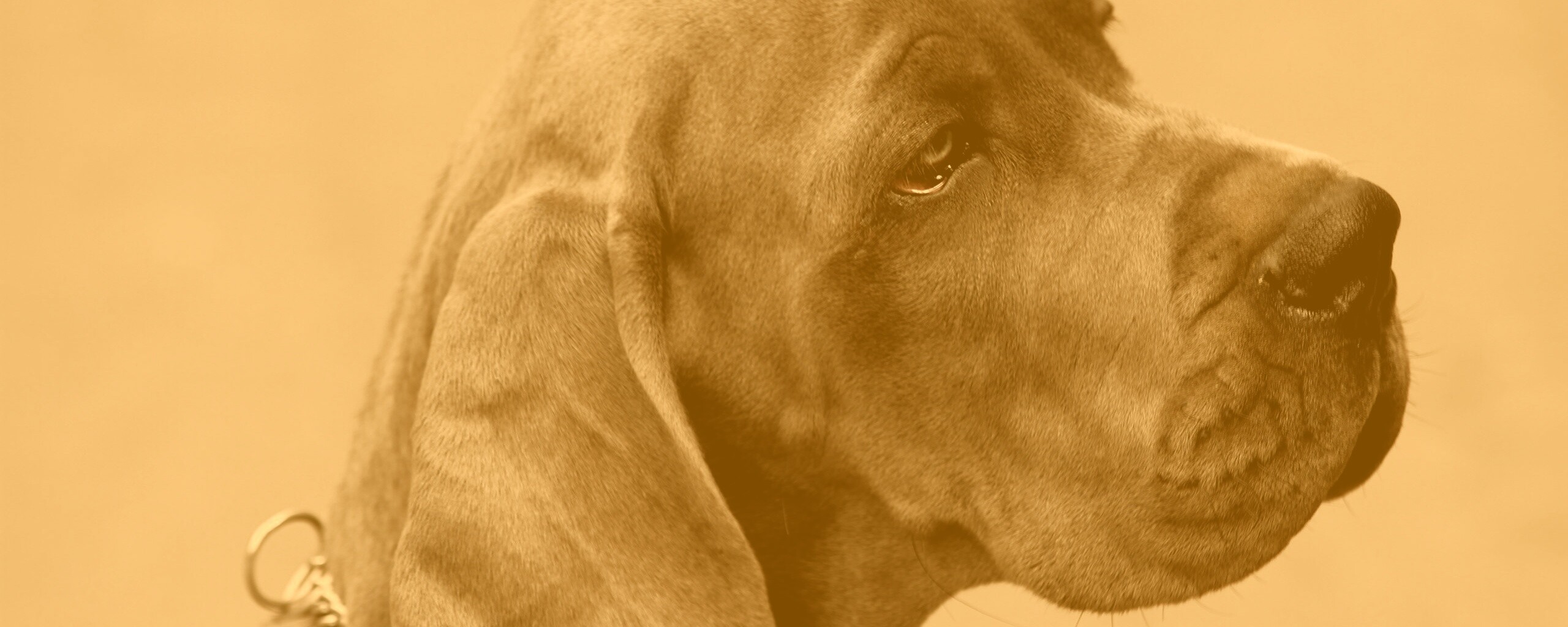 Грустная собака обои