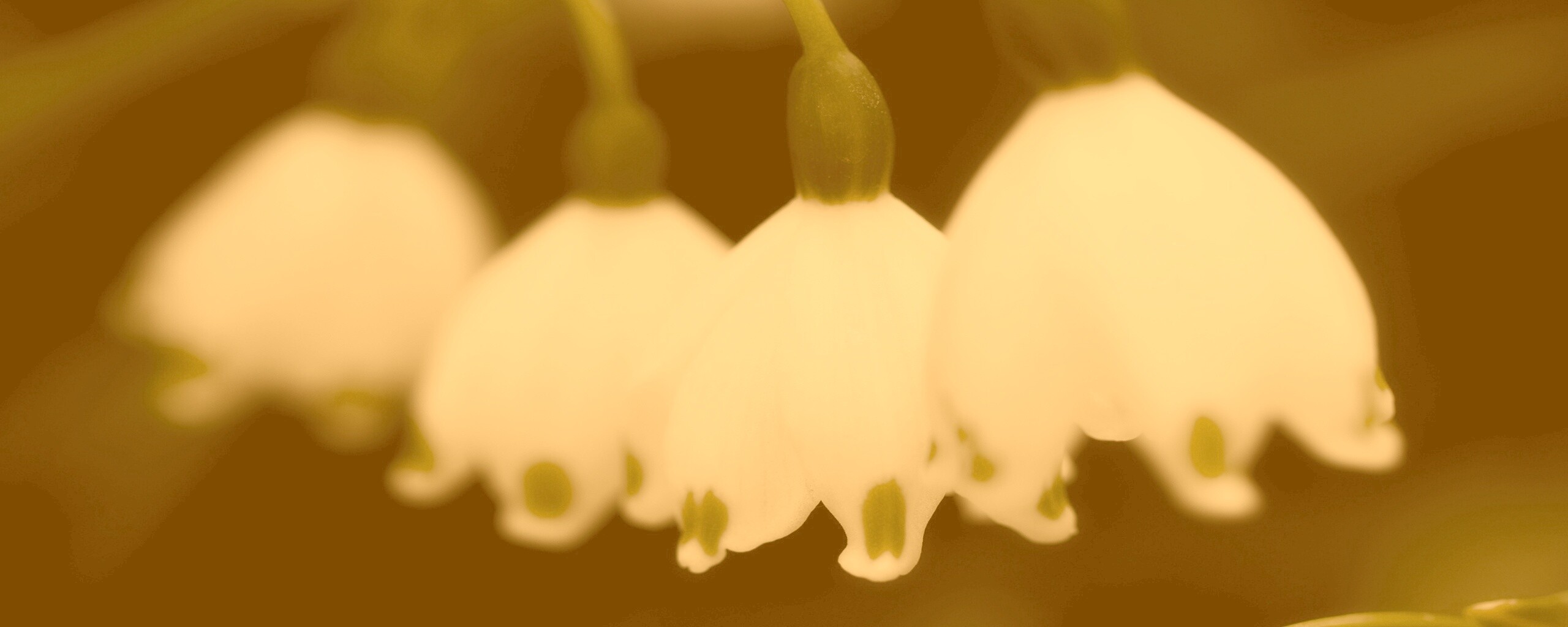 Белые ландыши обои