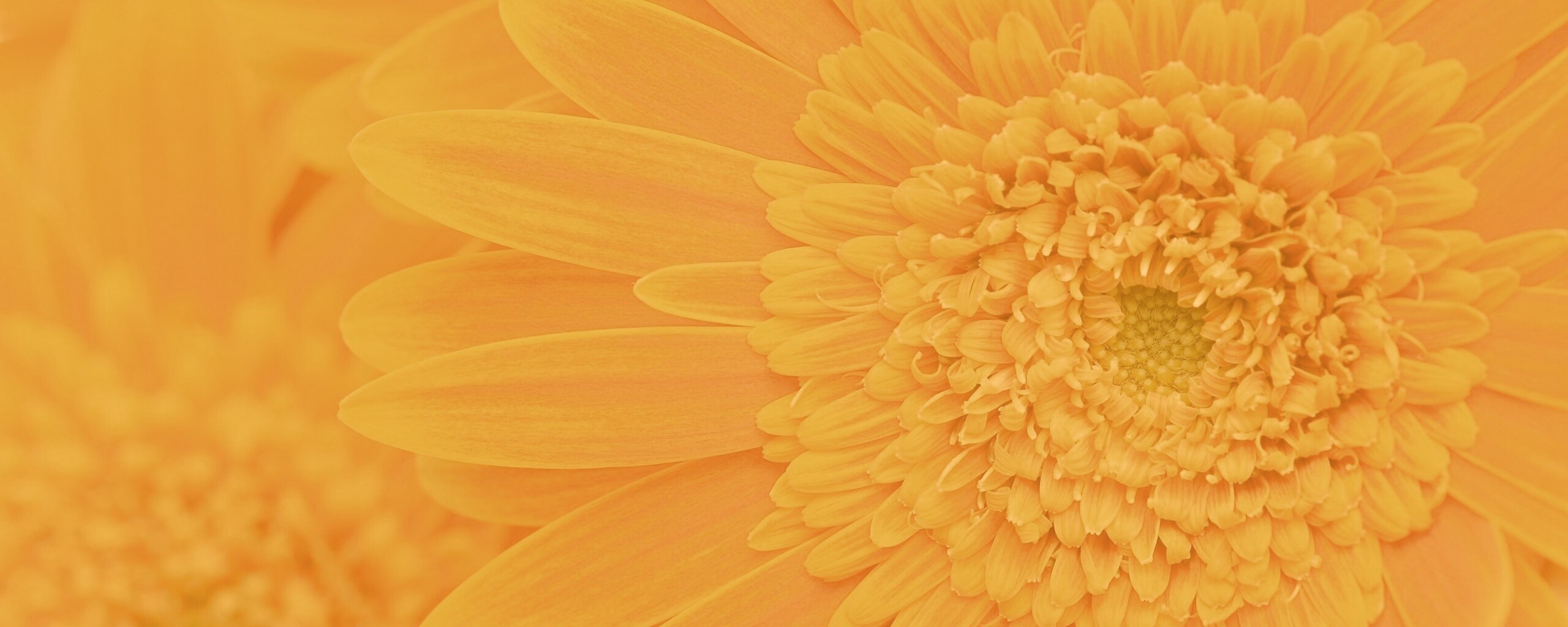 Большой оранжевый гербер обои