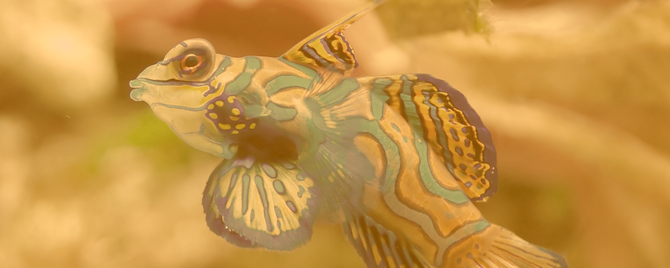 Разноцветная рыбка обои