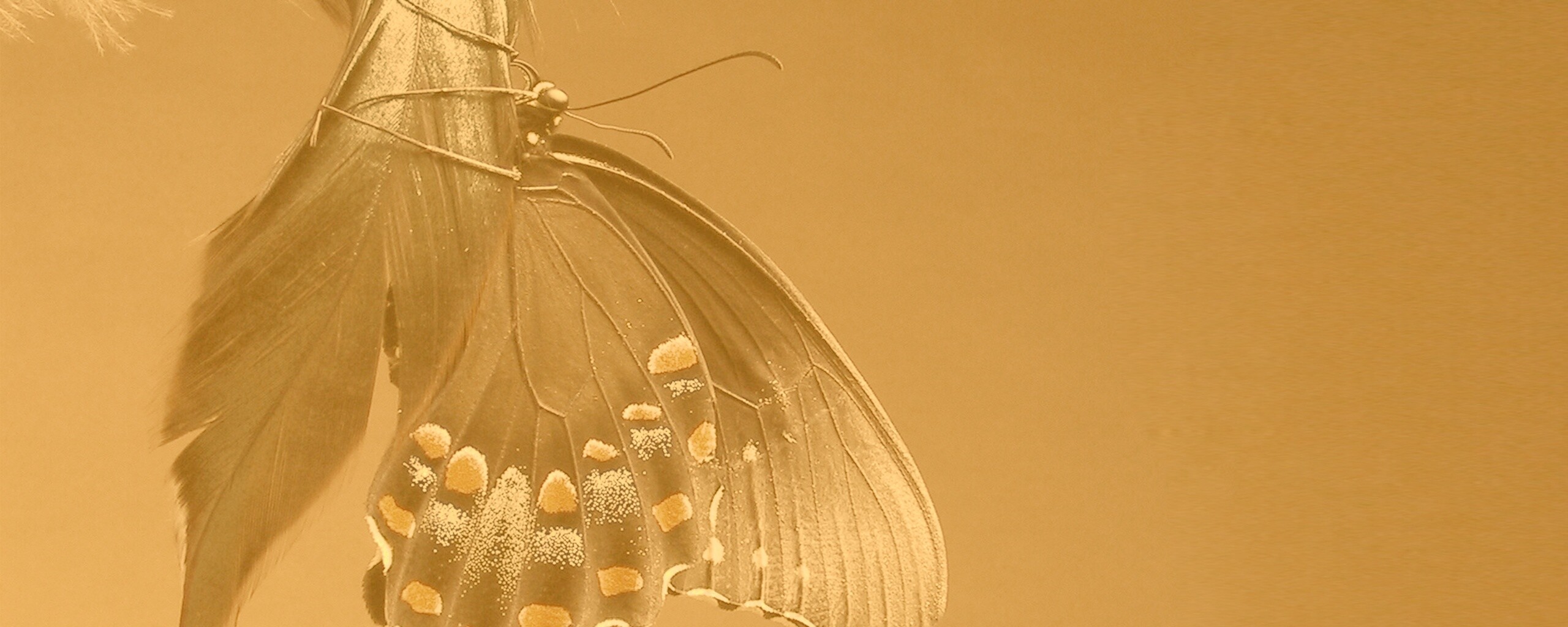 Красивая бабочка обои