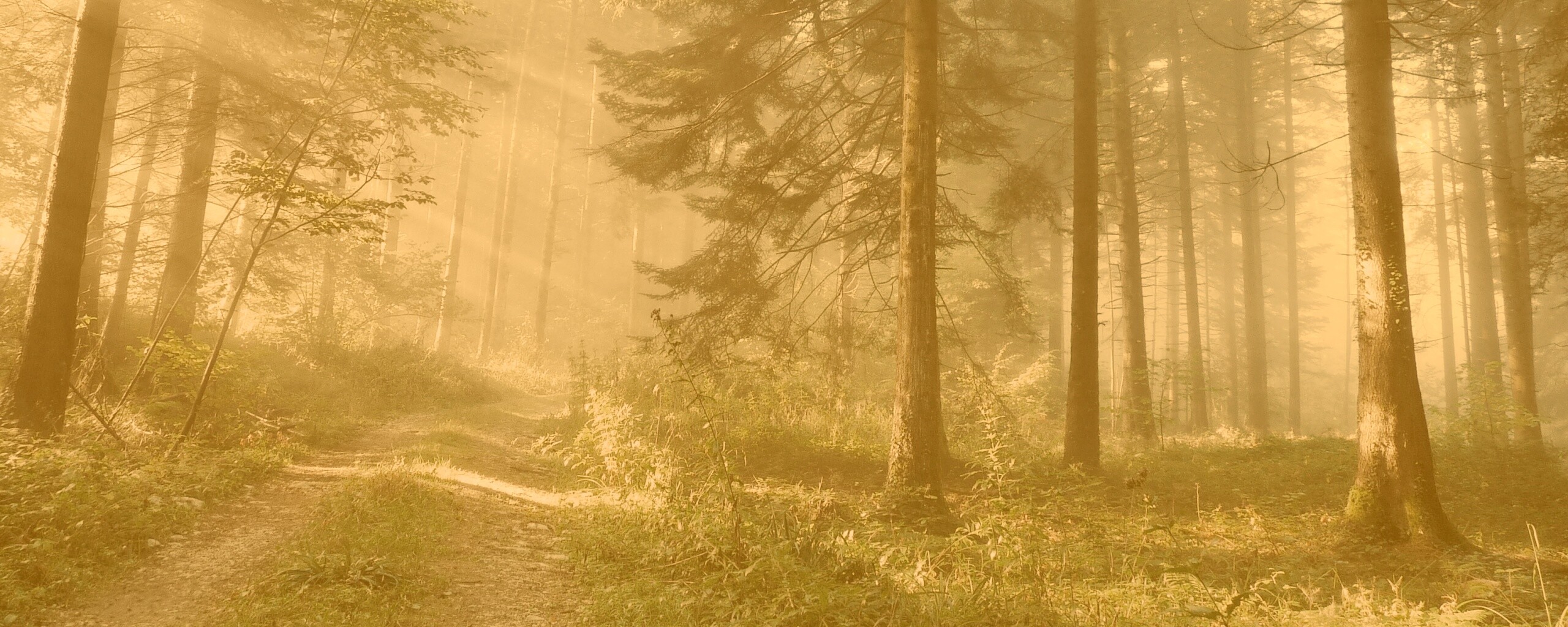 Тропа в лесу обои