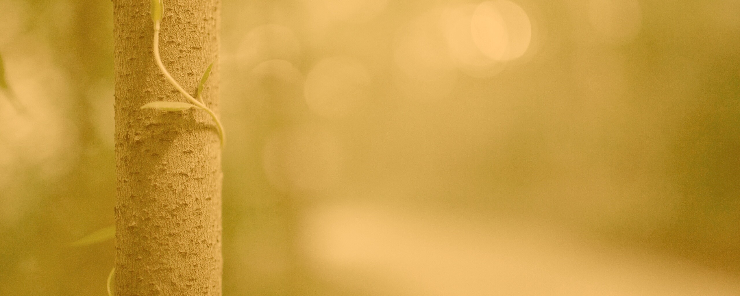 Стебелек на стволе деревца обои