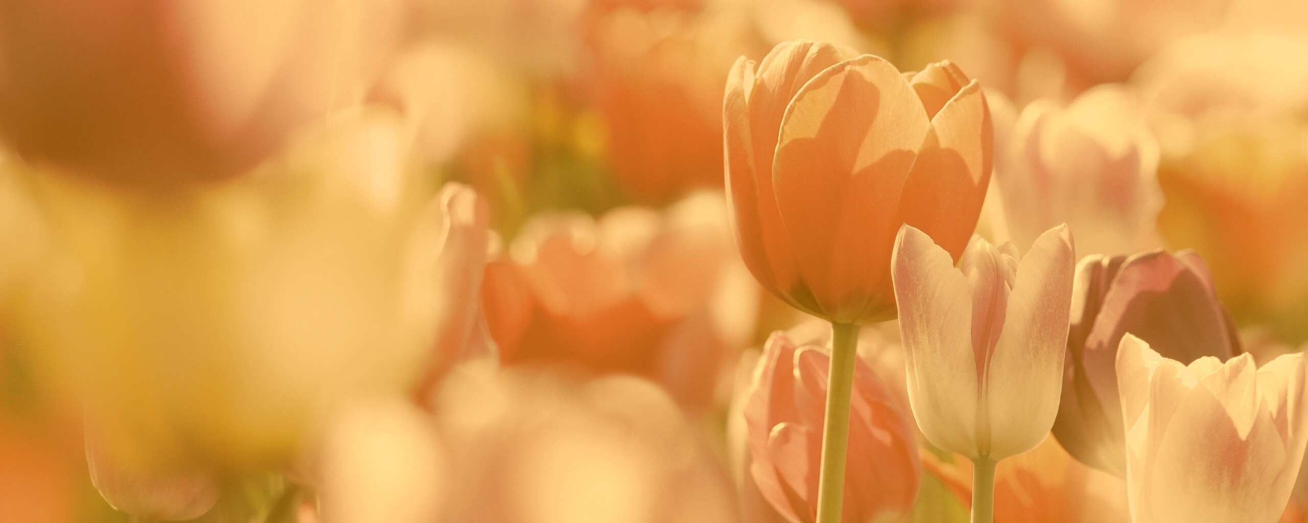 Красивые тюльпаны обои