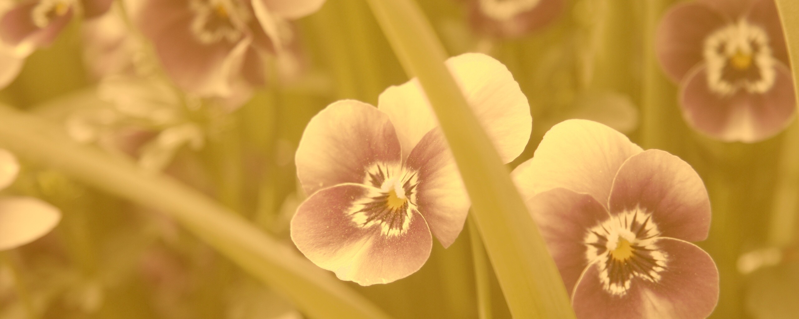 Анютины глазки обои