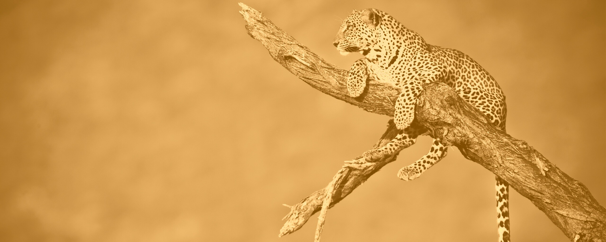 Ягуар на дереве обои