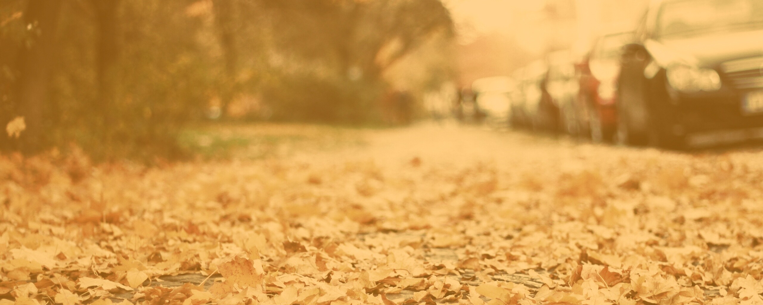 Осенние листья обои