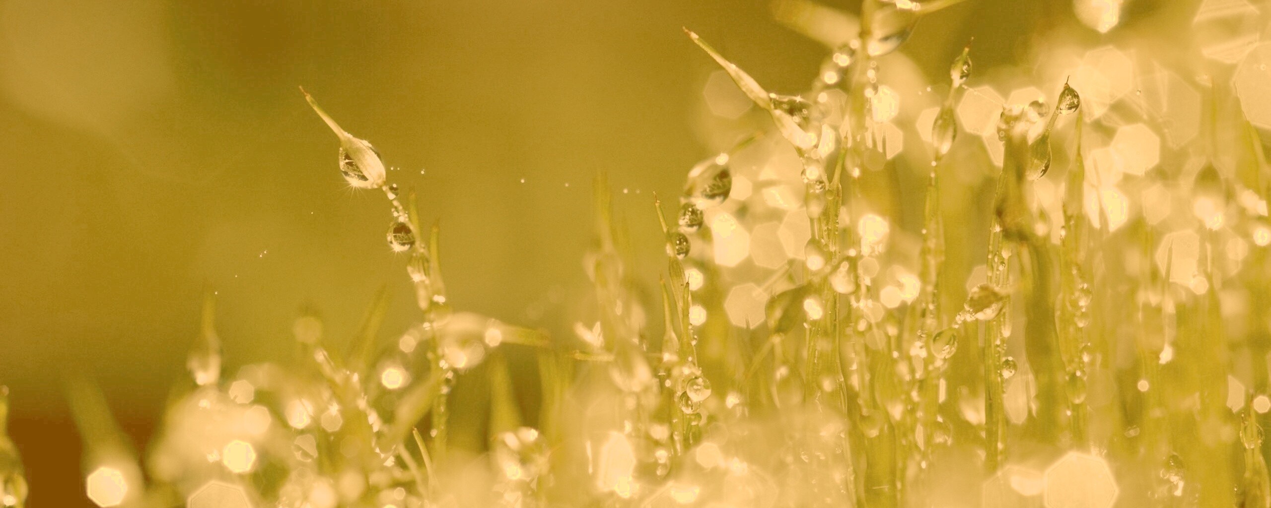 Бусинки росы обои