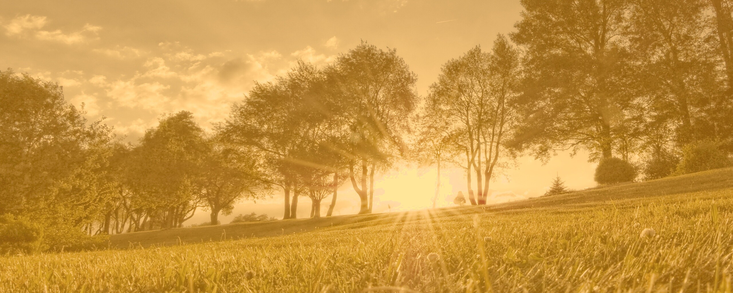 Лучи солнца на траве обои