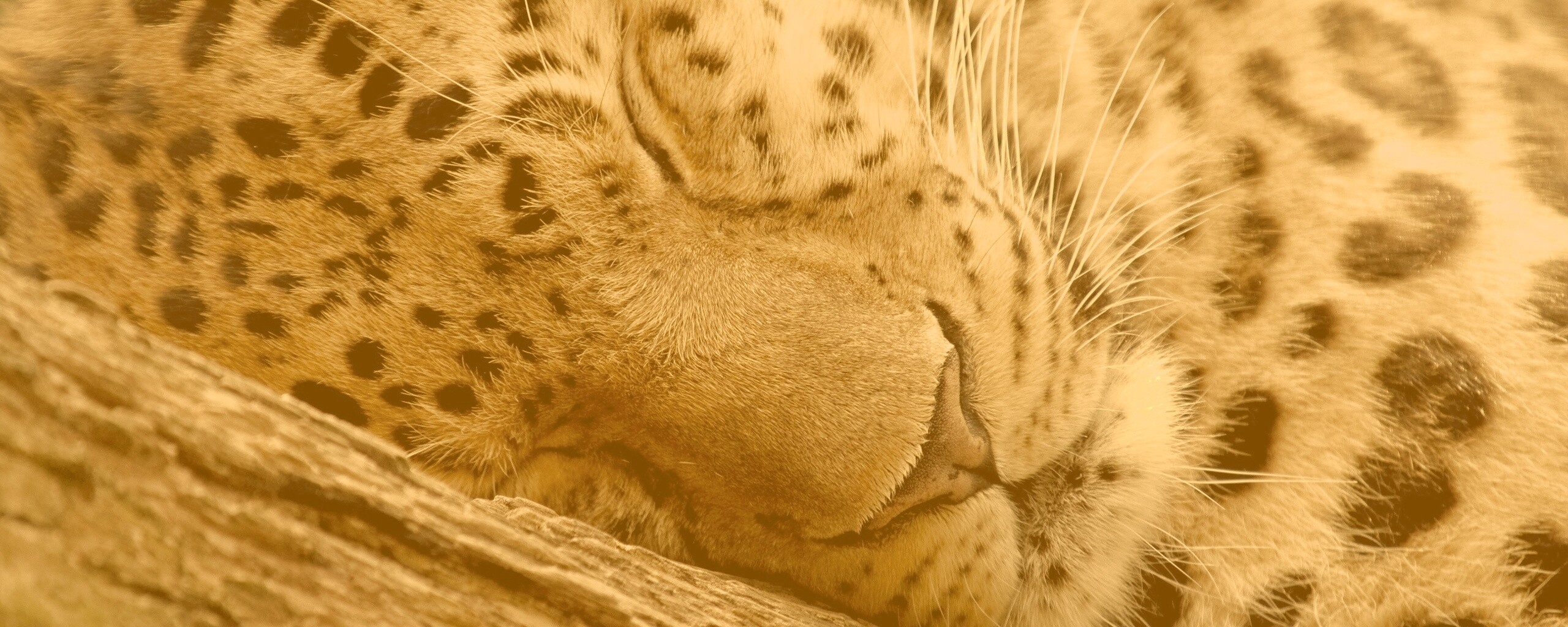 Спящий хищник обои