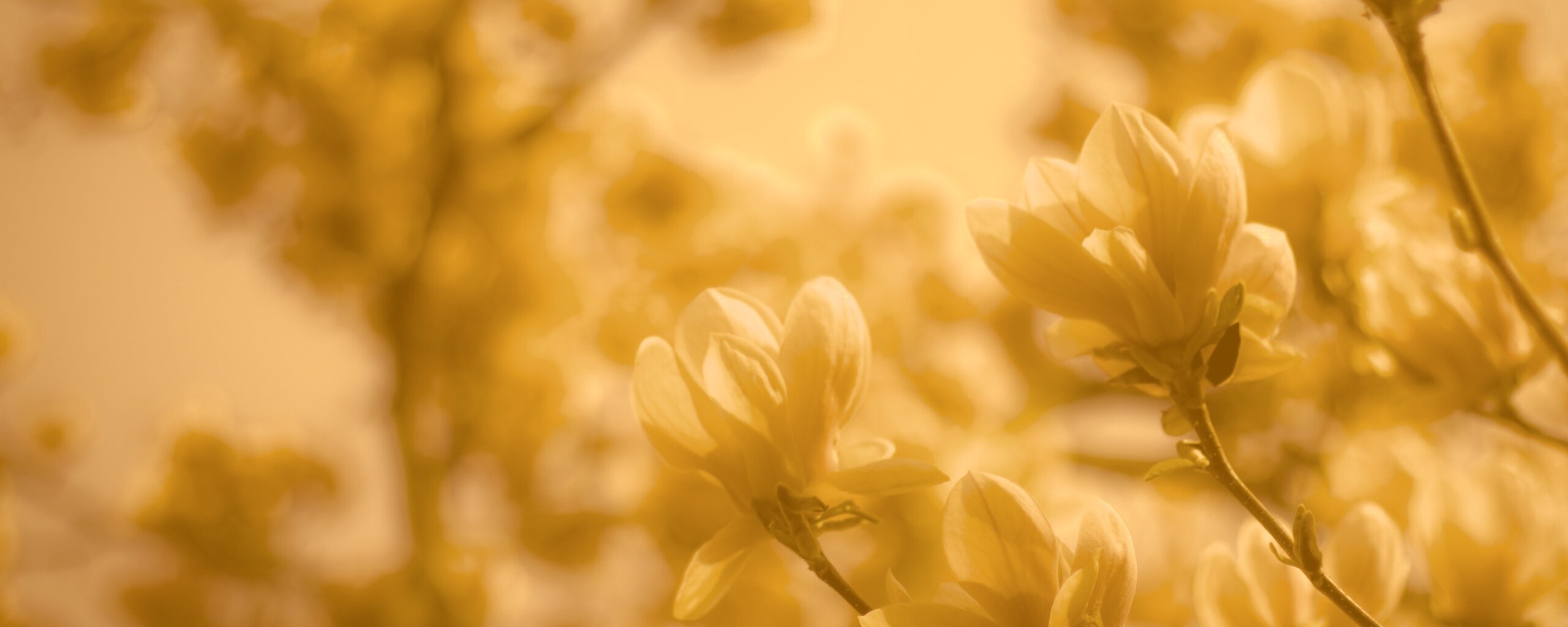 Желтые цветы распустились обои