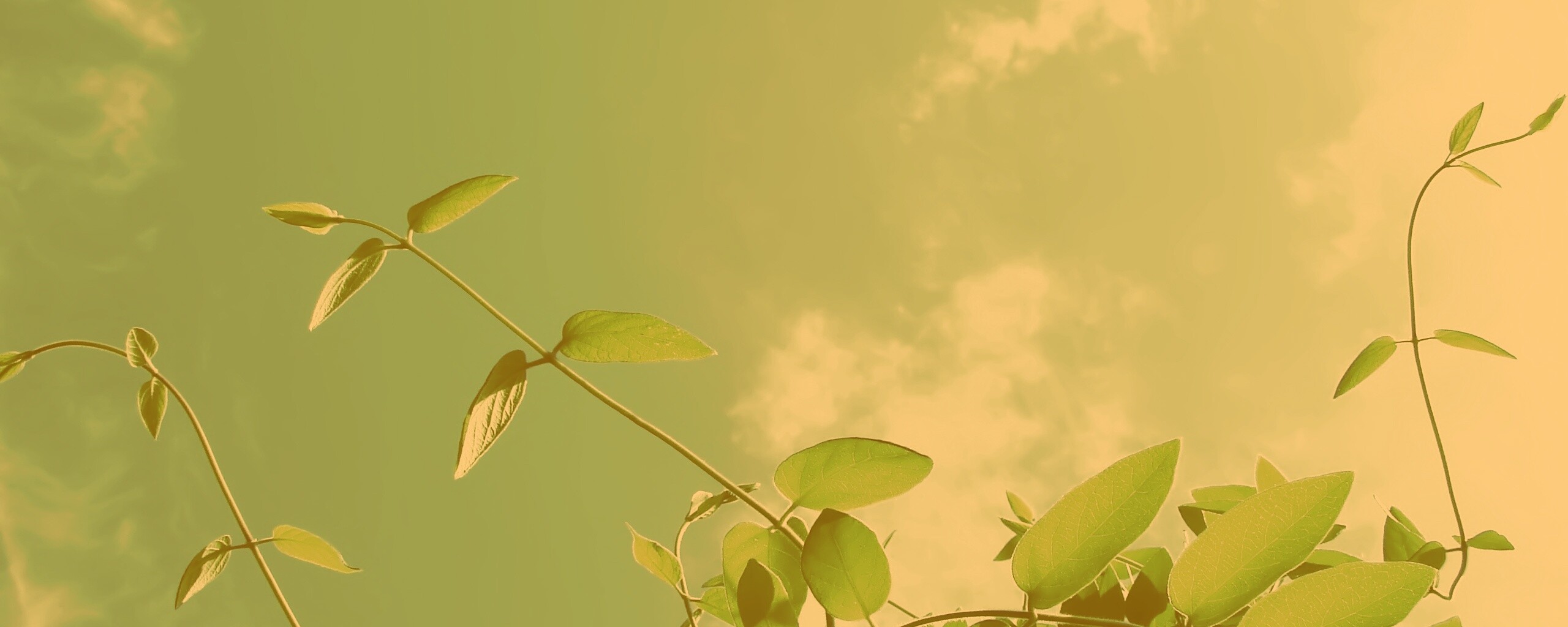 Зеленые ветви на фоне голубого неба обои