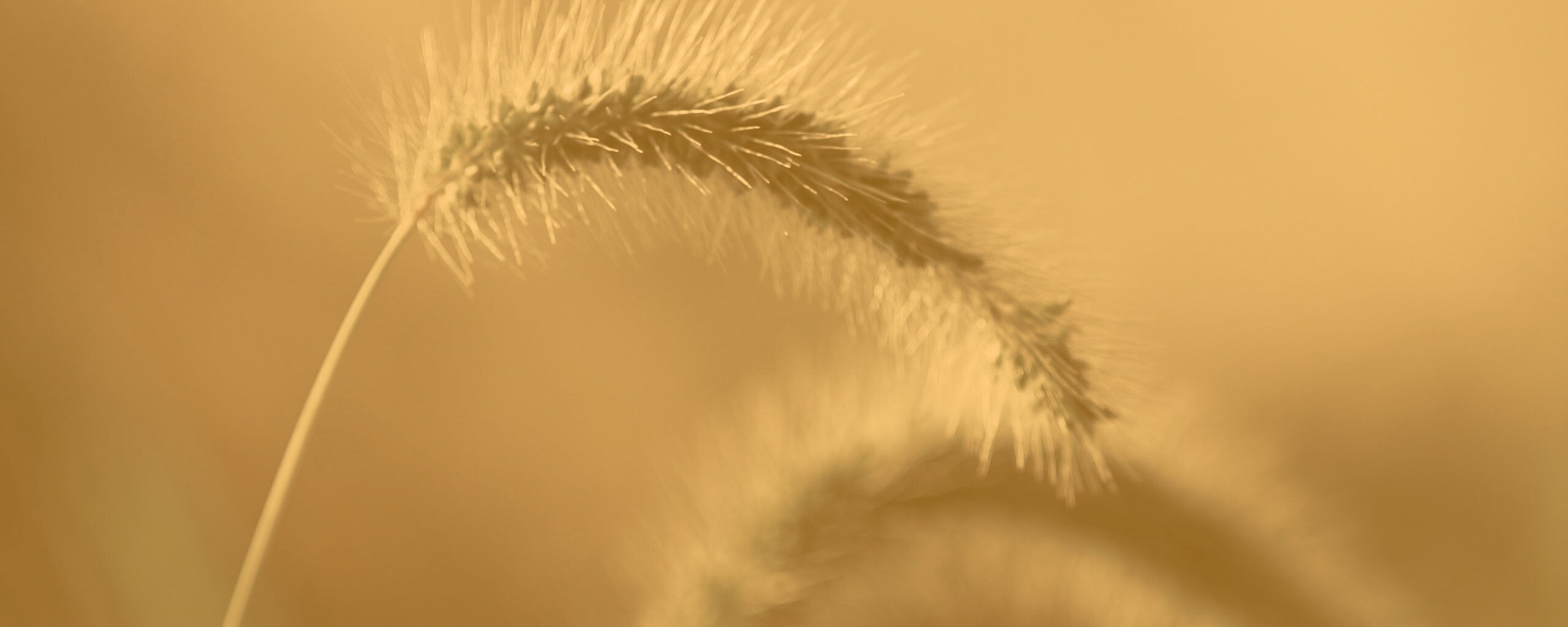 Травинка обои