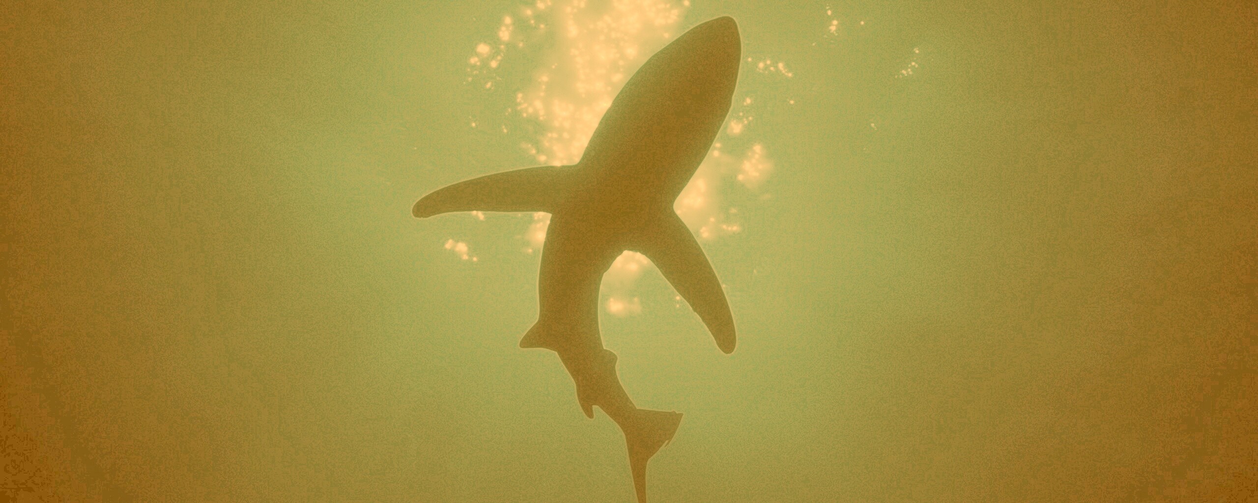 Силуэт акулы обои