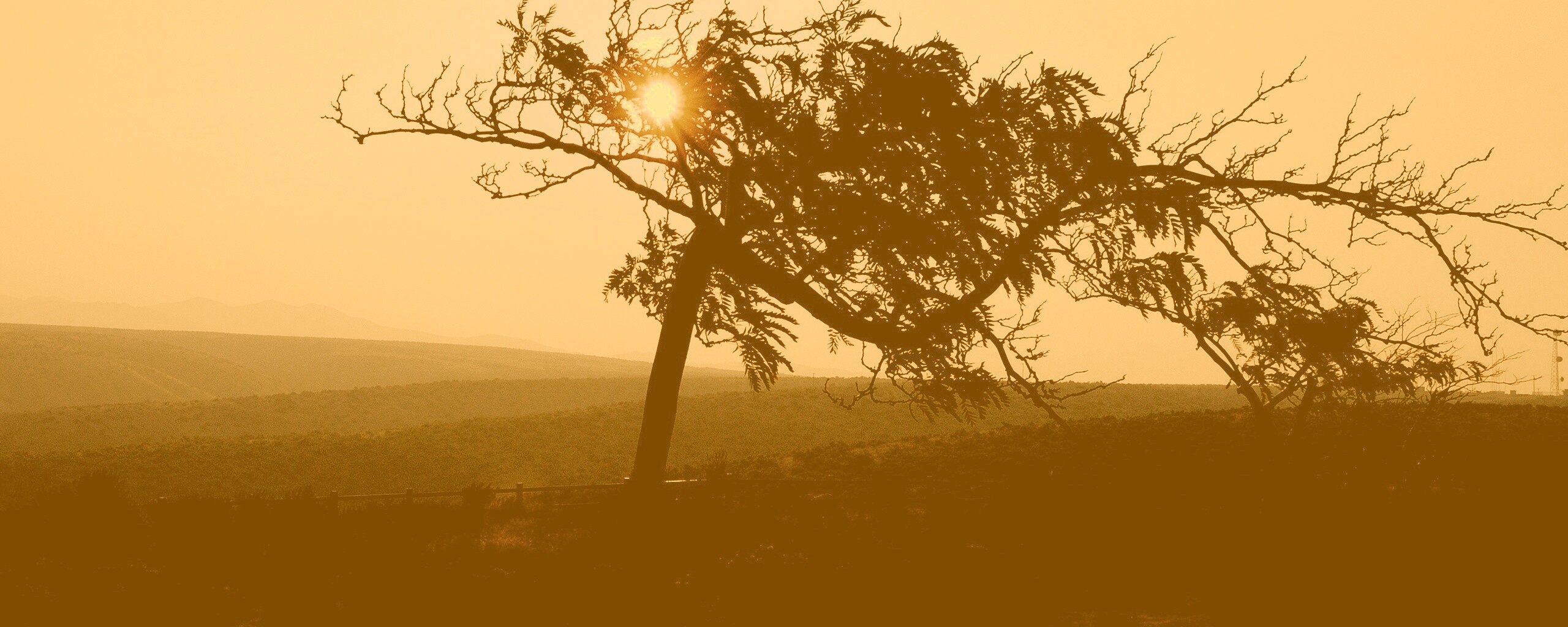 Дерево на закате обои