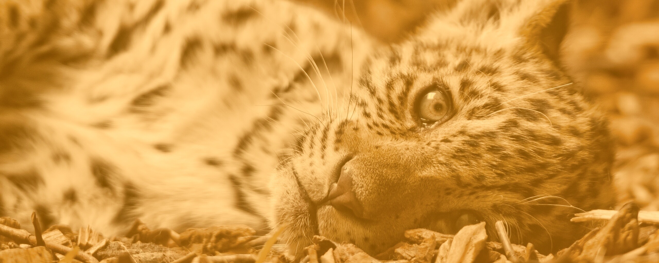 Гепард котенок обои