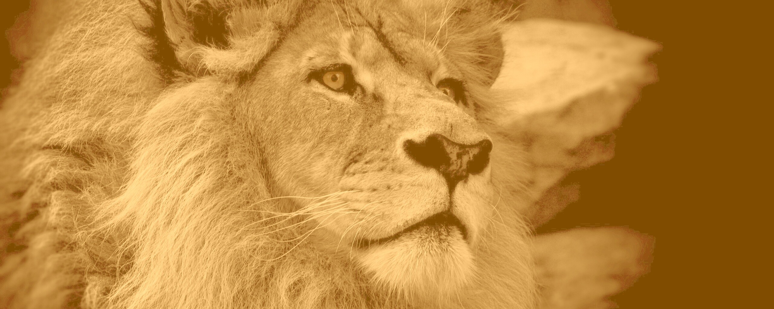 Гордый черно-белый лев обои