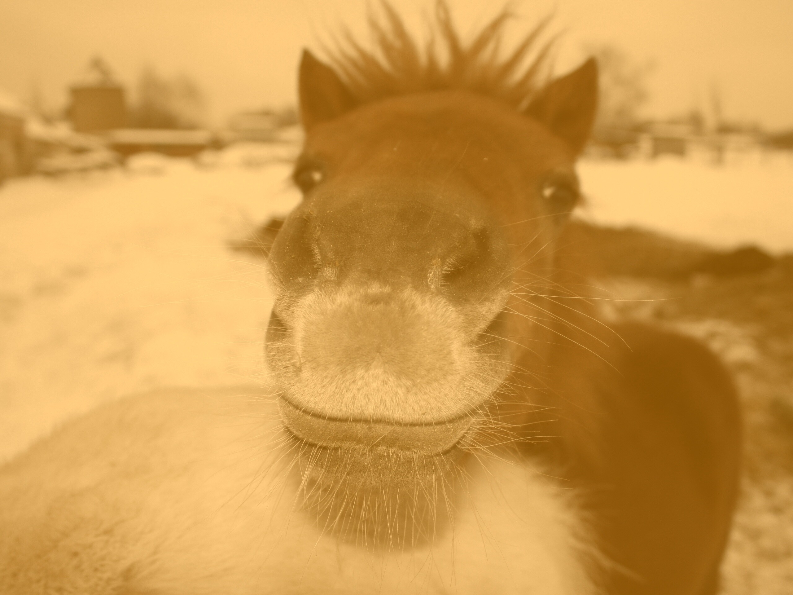 Морда пони обои