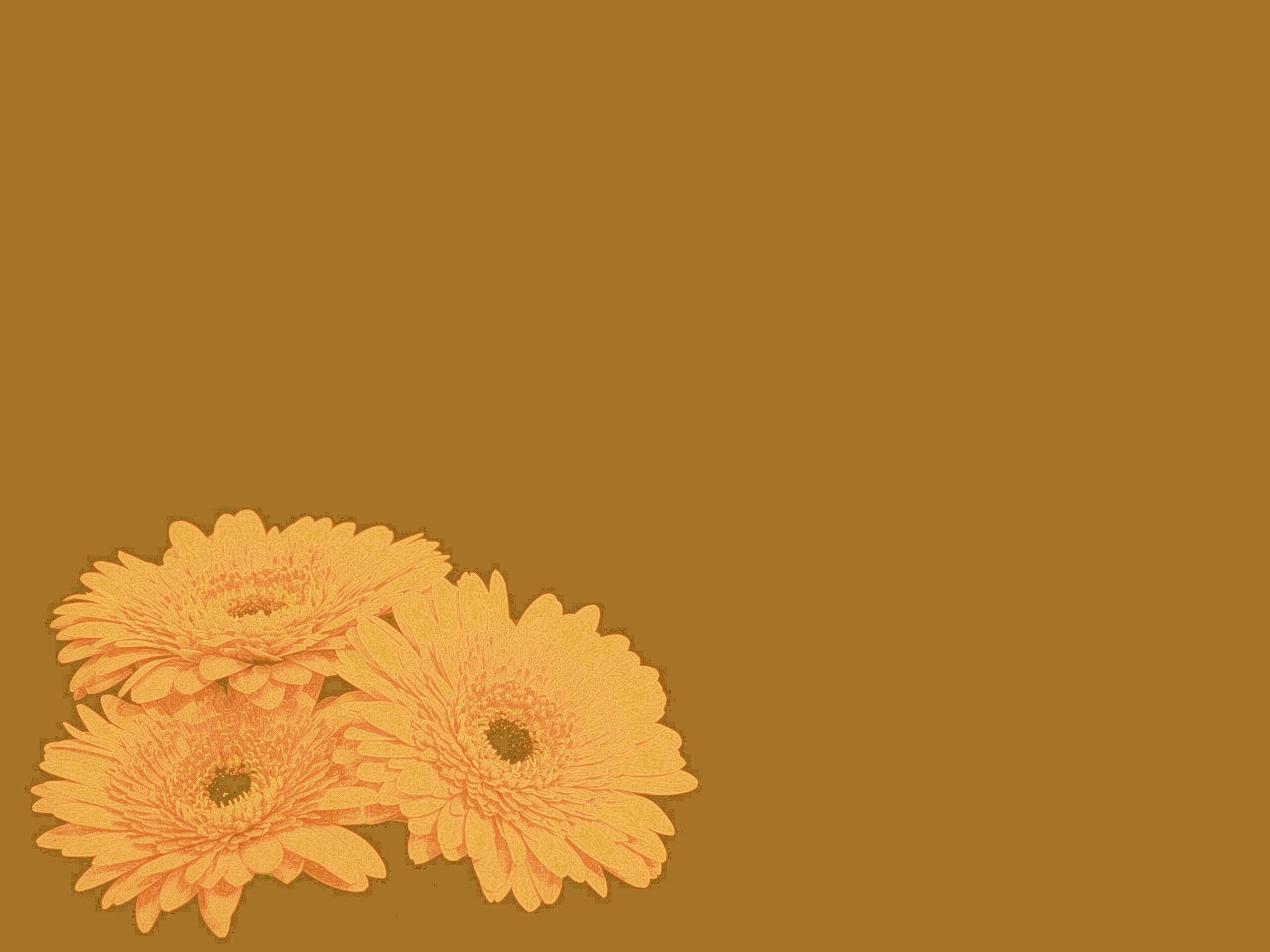 Красные герберы обои