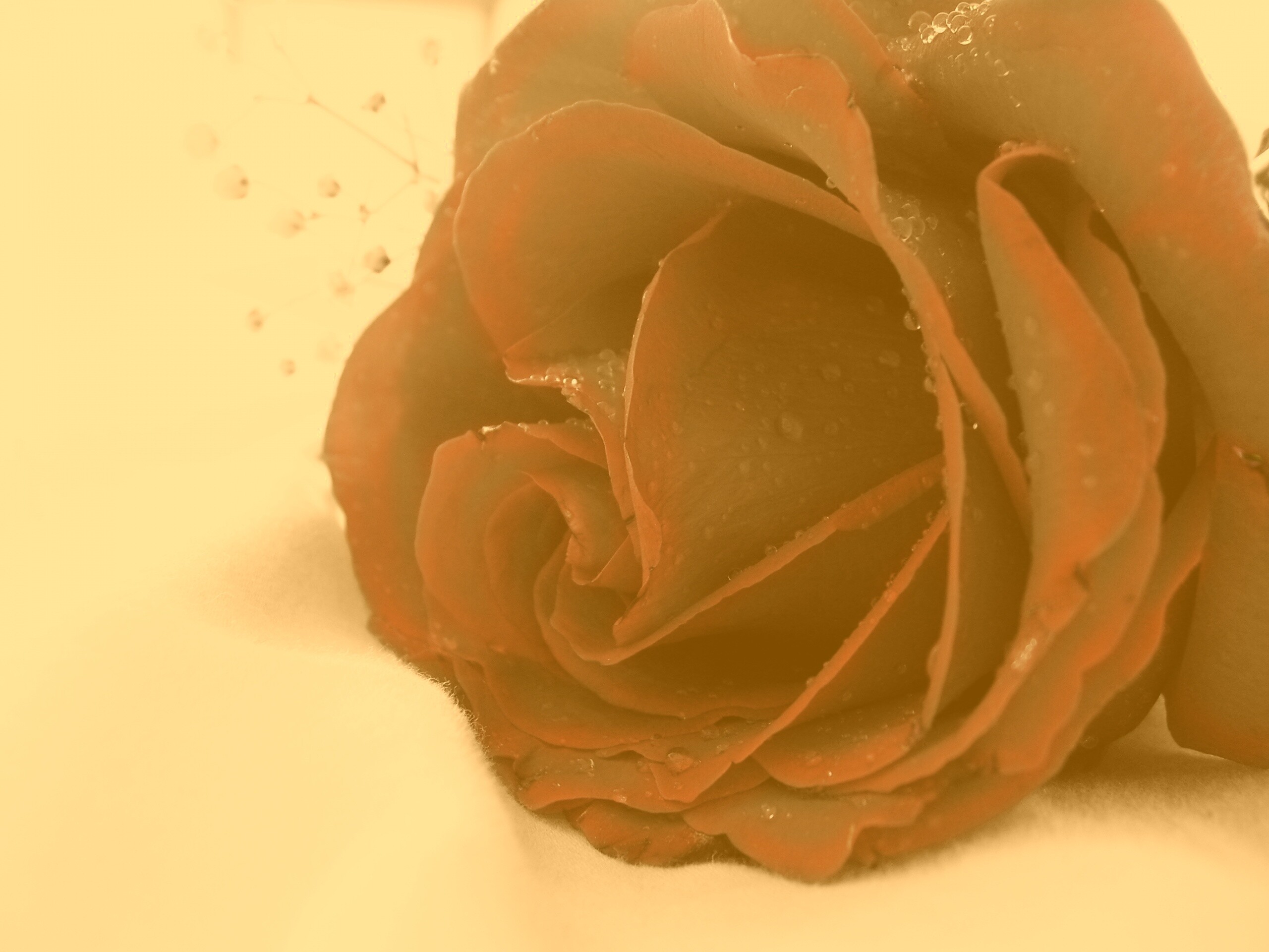 Чернеющая роза обои