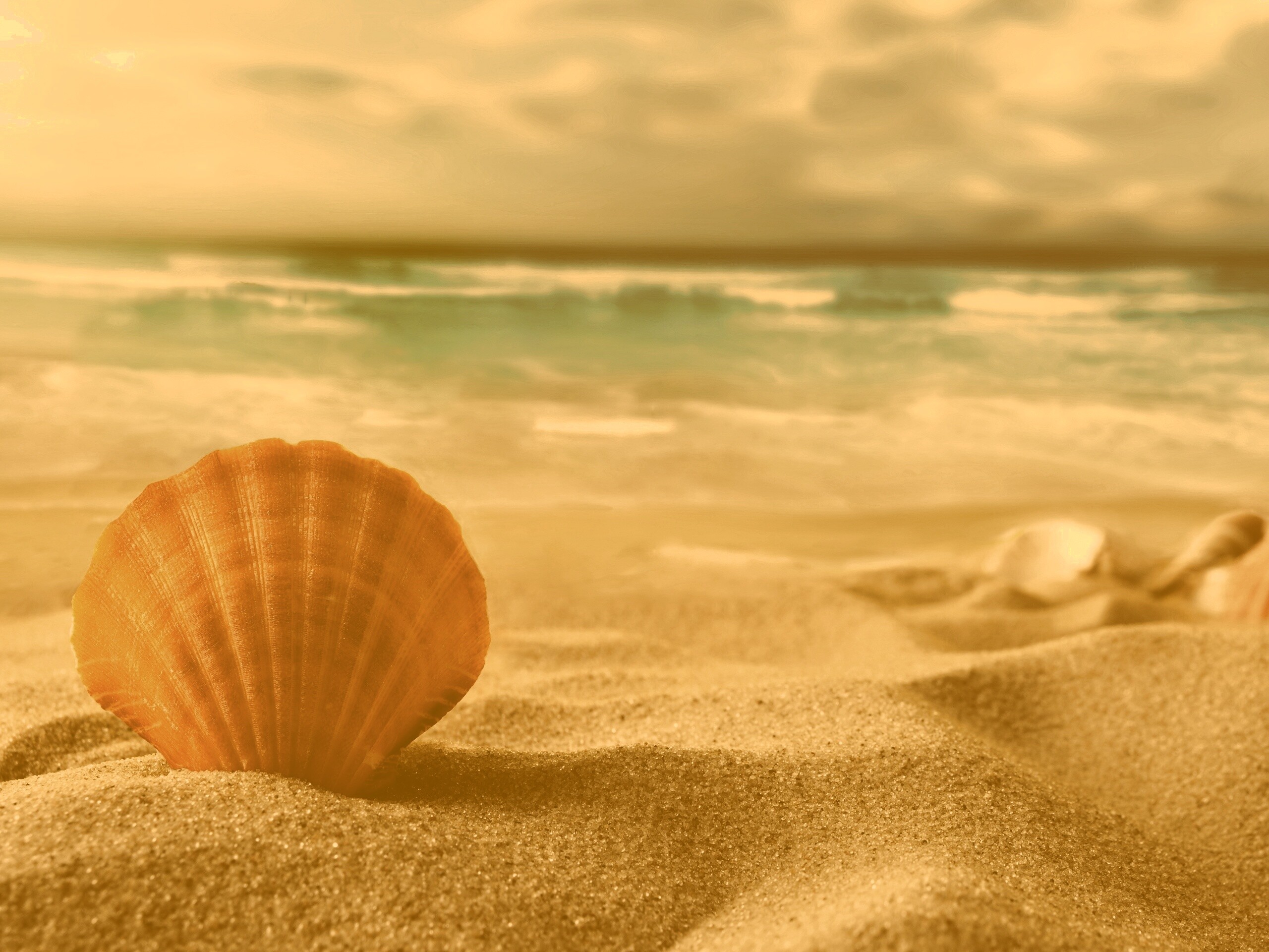 Раковина на летнем бережке обои