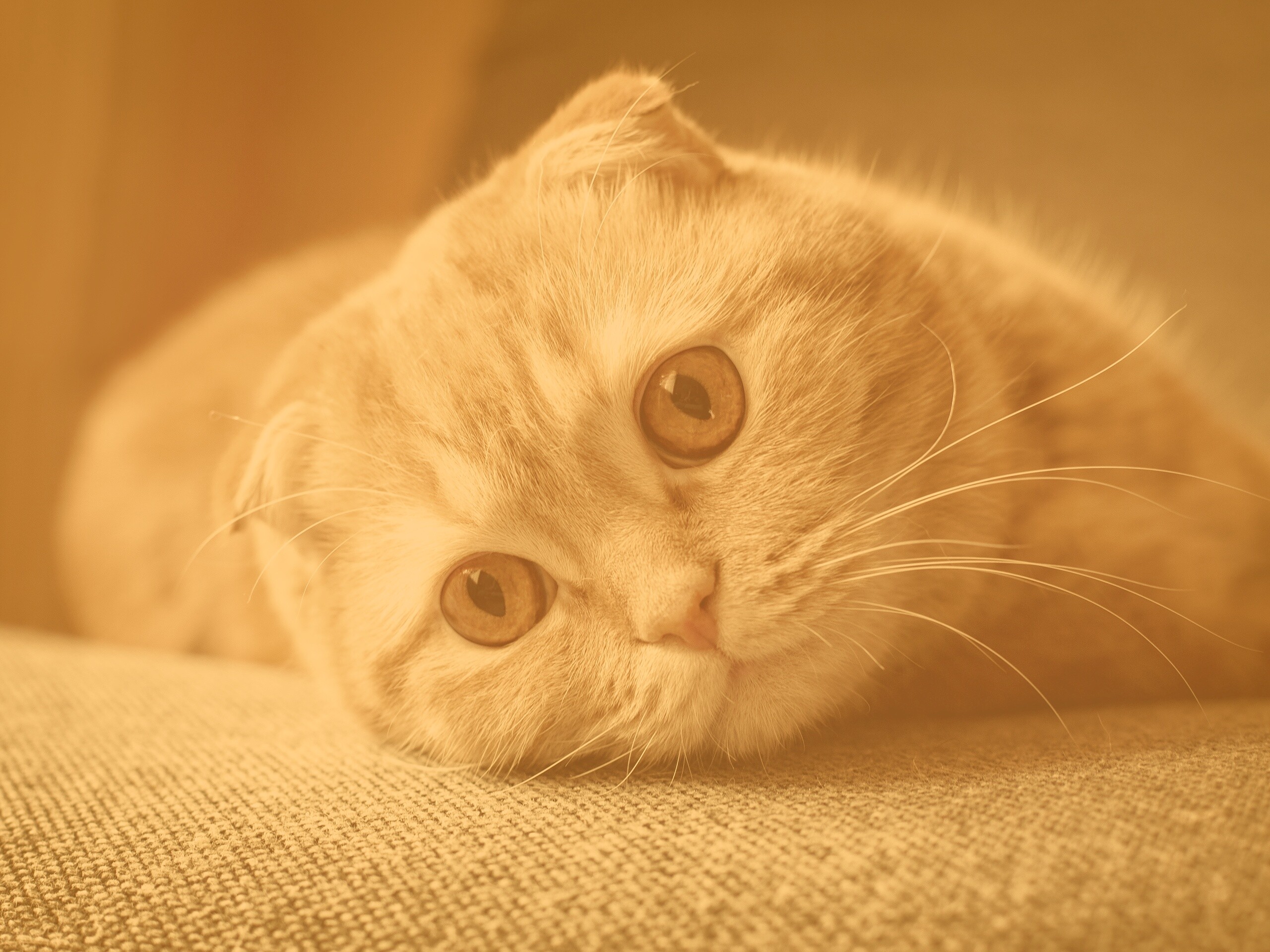 Скоттиш фолд рыжий обои