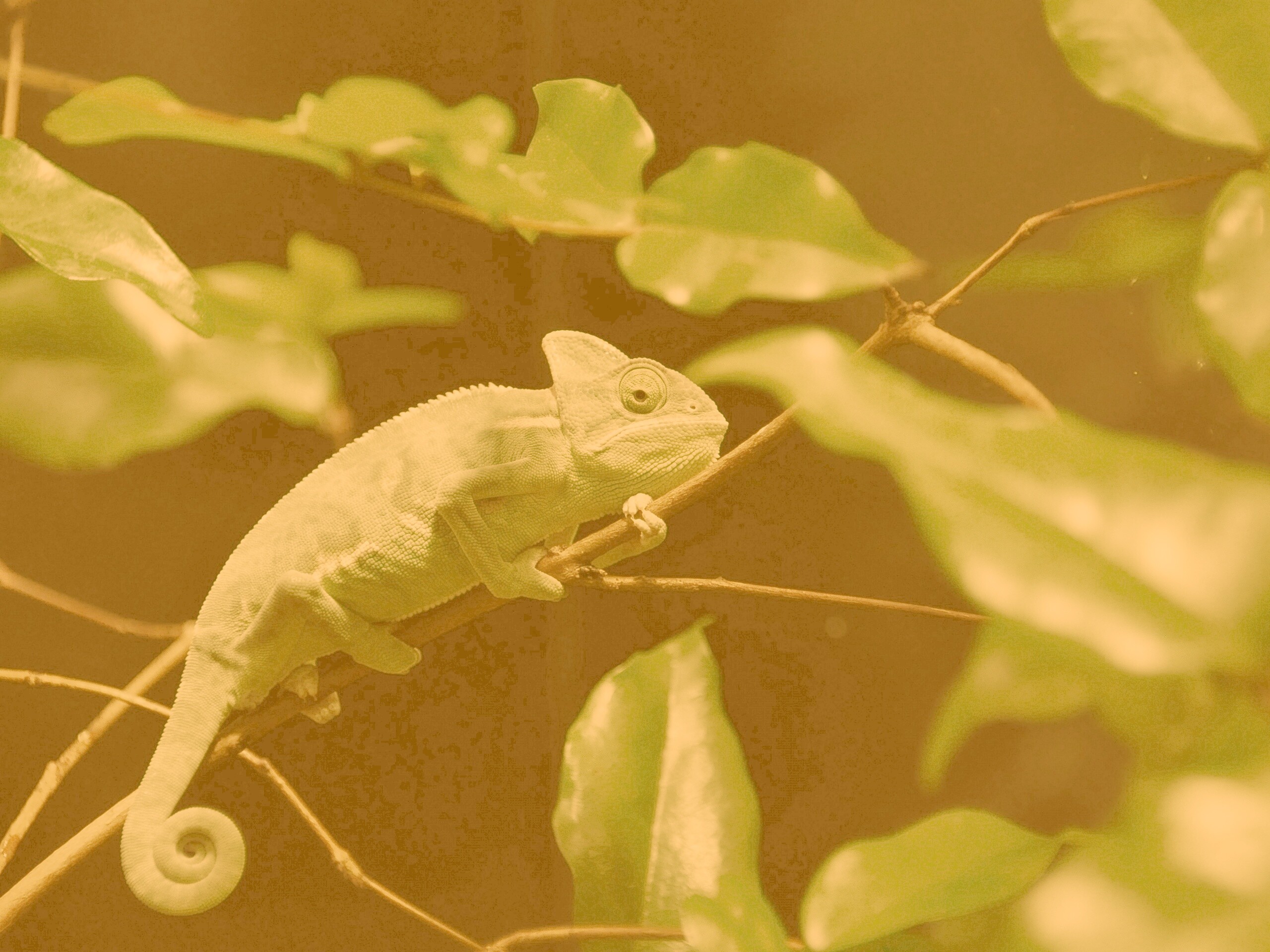 Хамелеон в листве обои