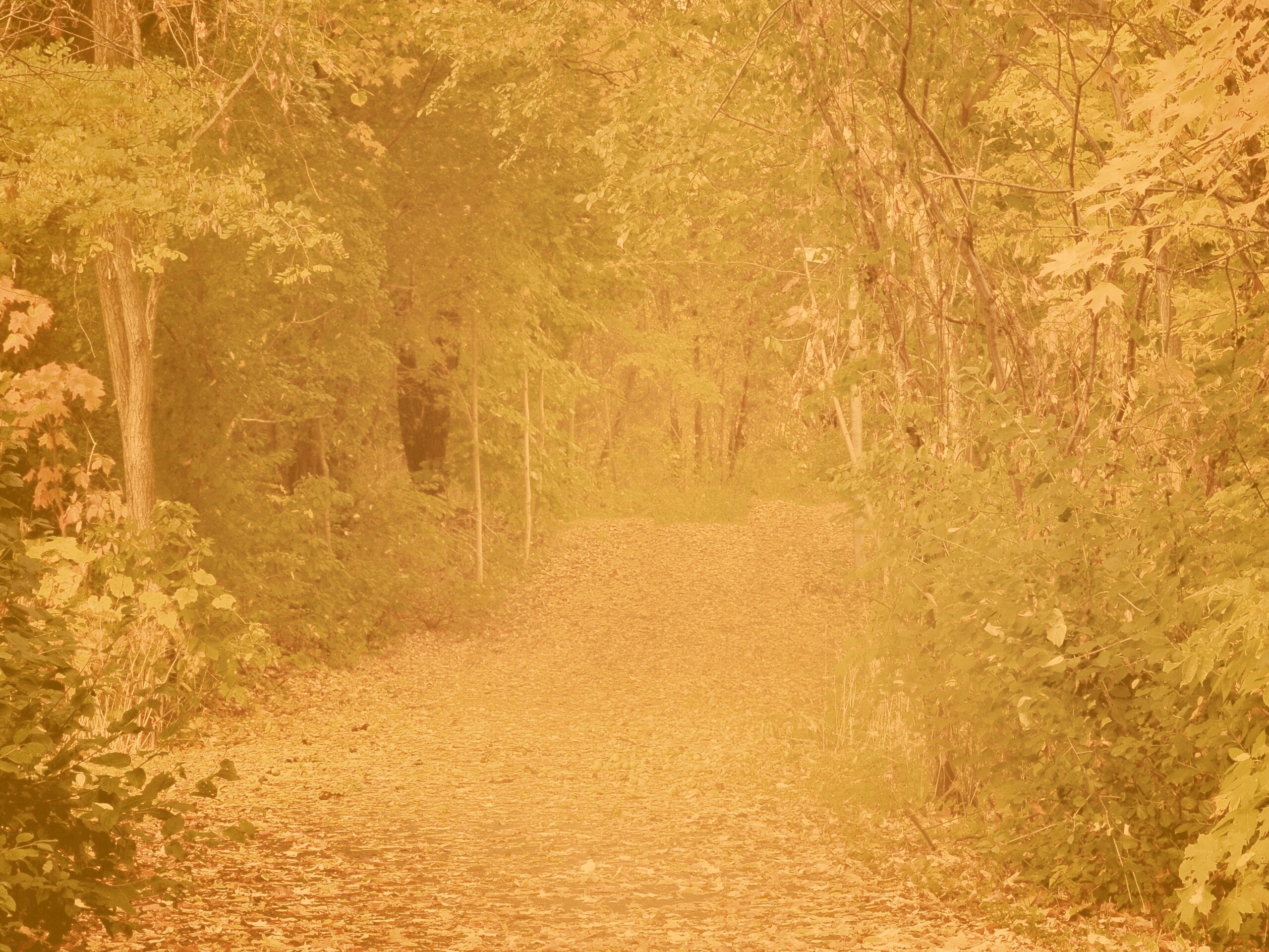 Дорожка в осеннем лесу обои