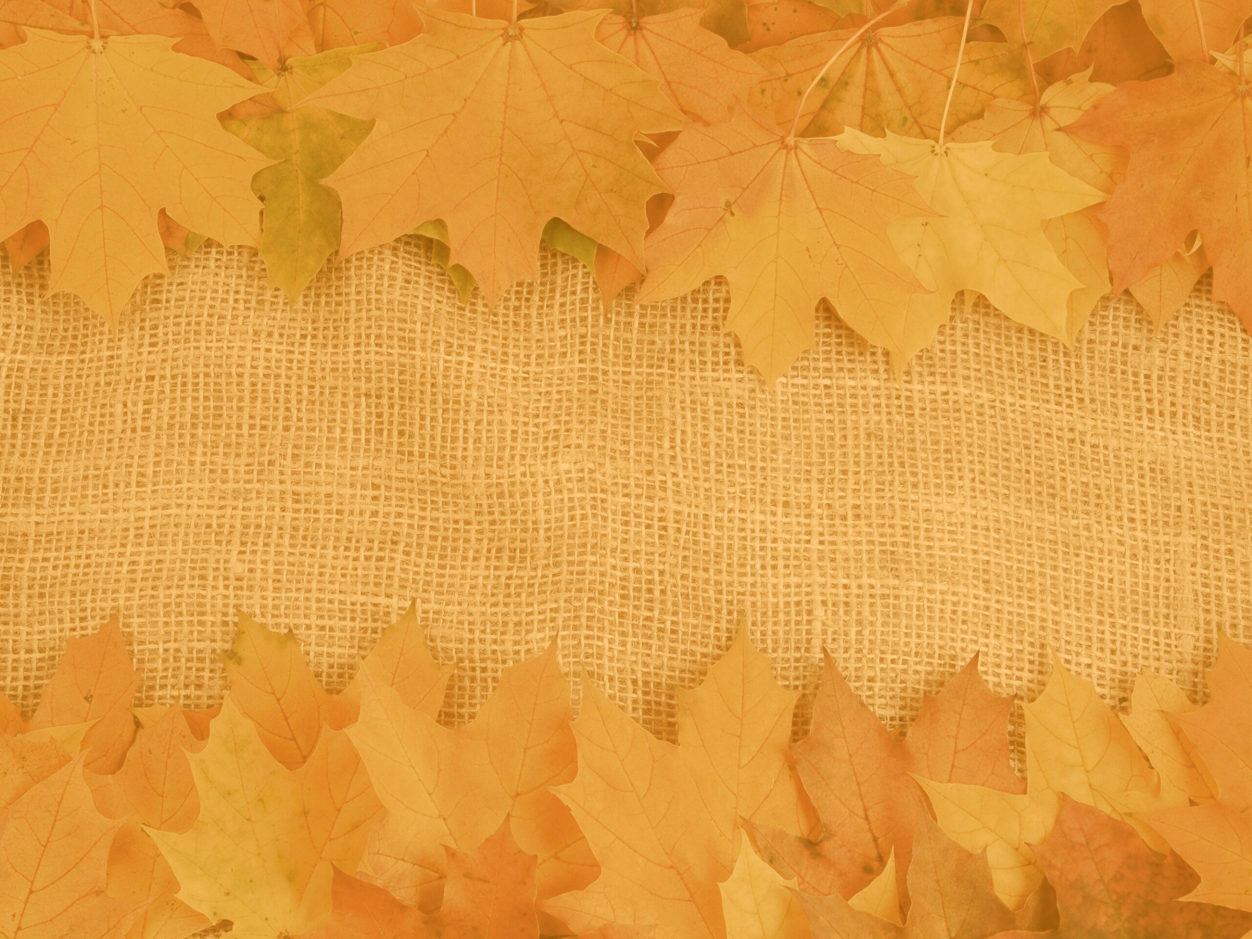 Желтые кленовые листья на холсте обои