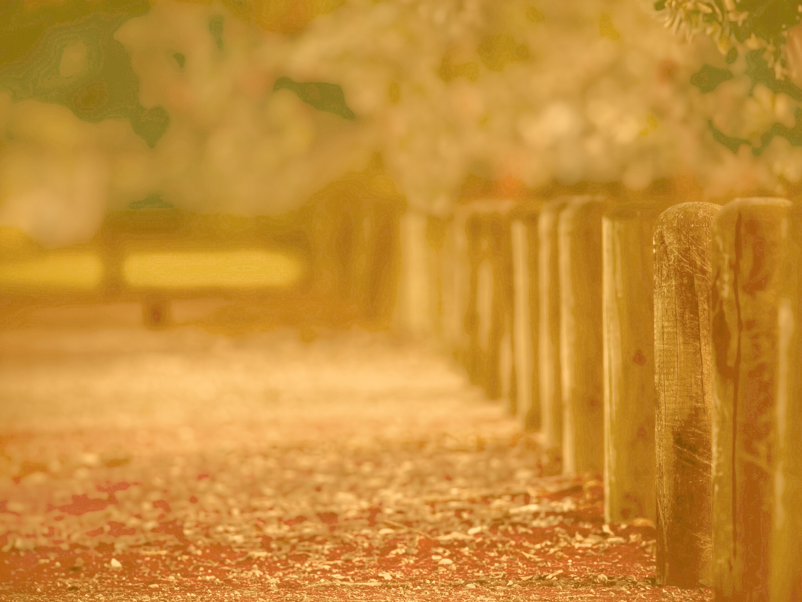 Аллея усеянная листвой обои