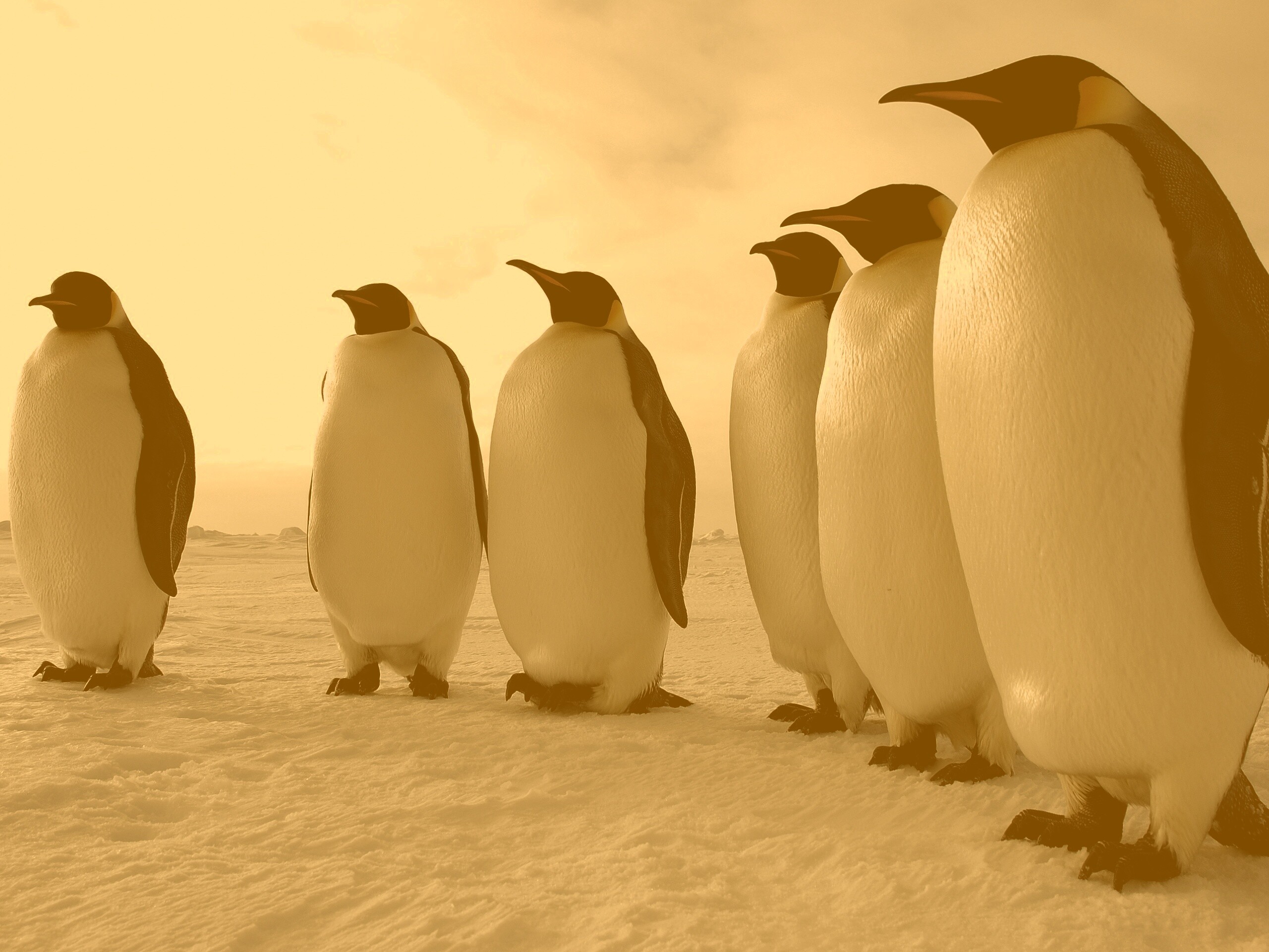 Слет пингвинов обои