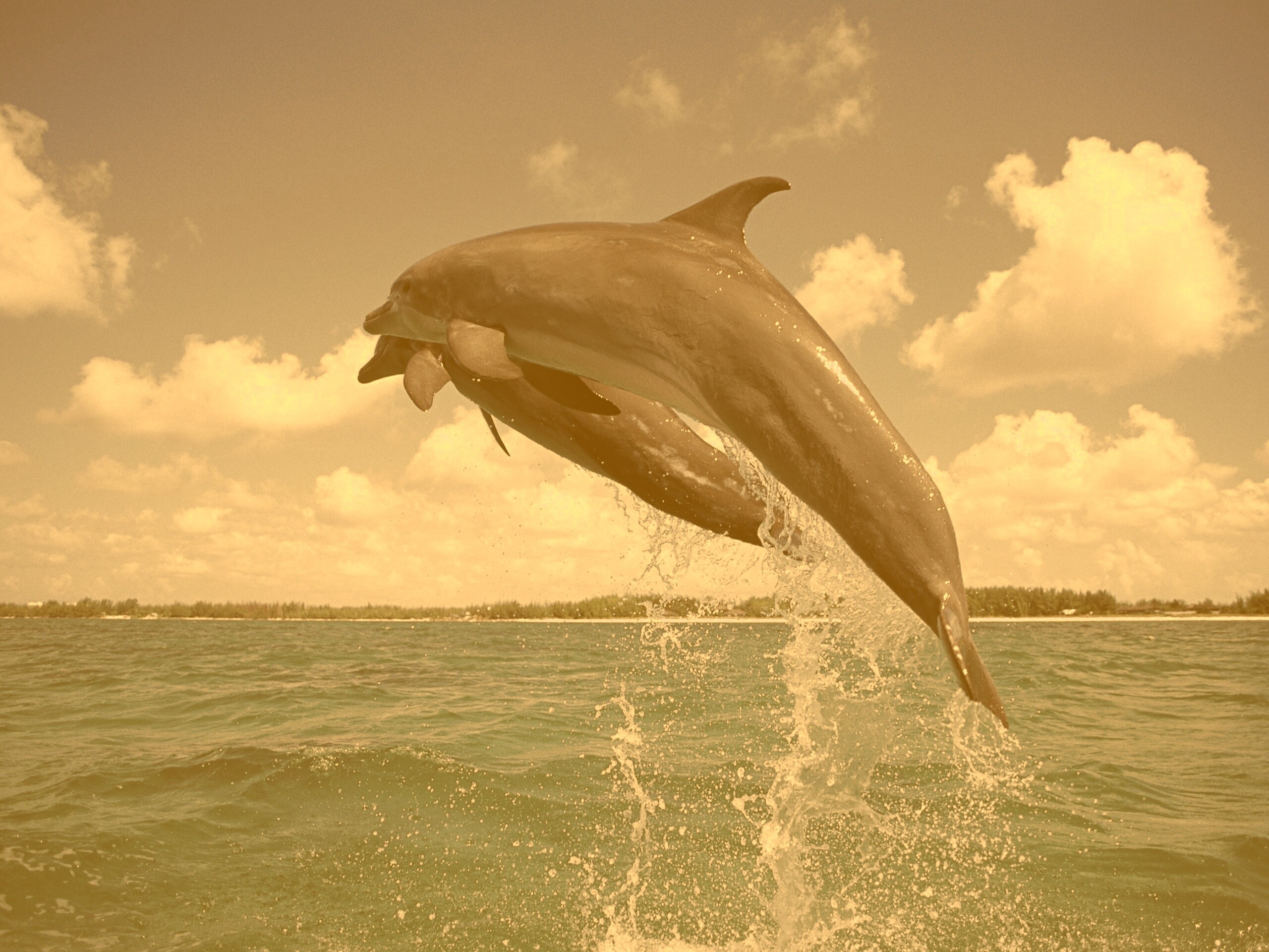 Дельфины обои