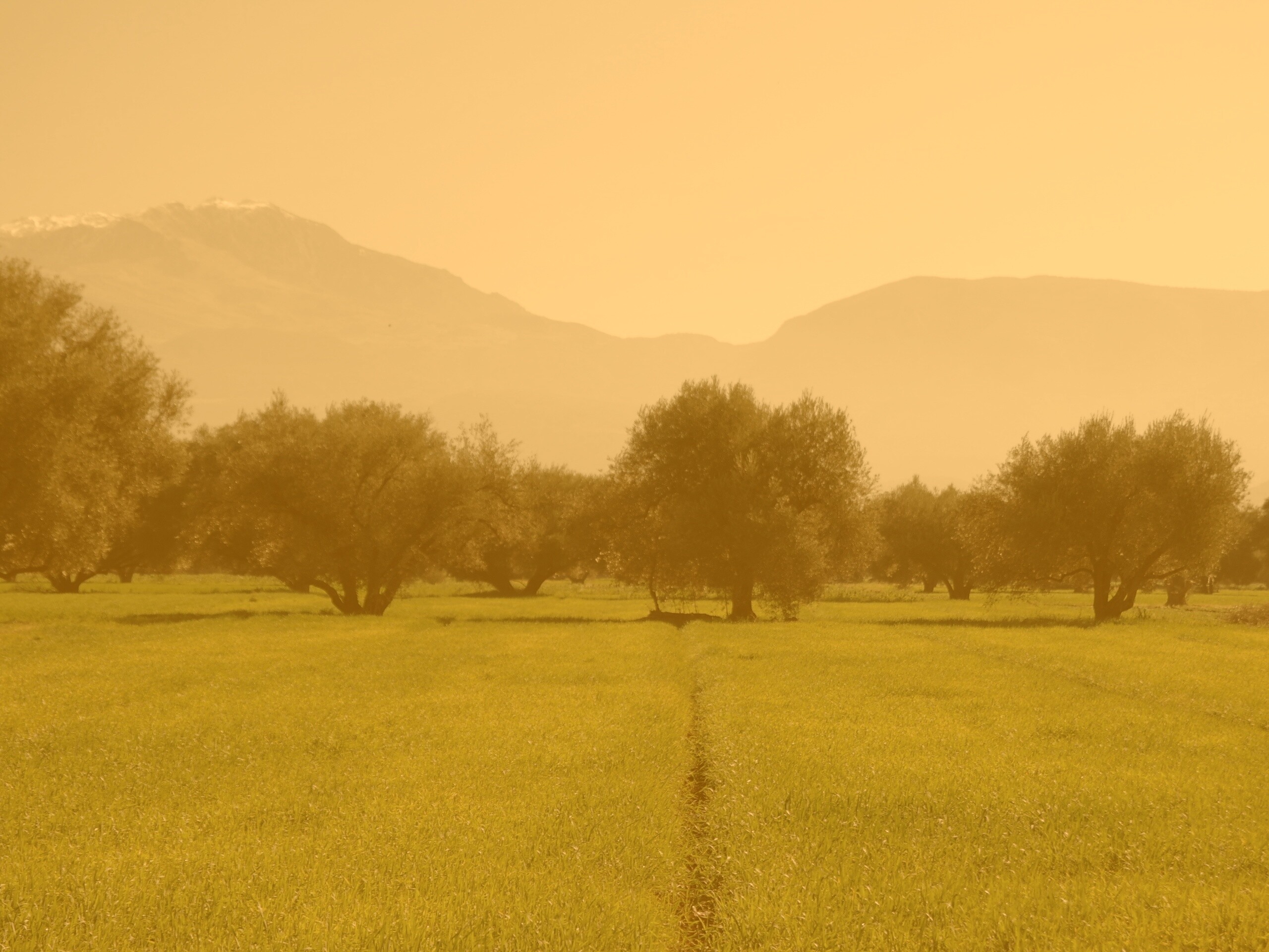 Зеленое поле обои