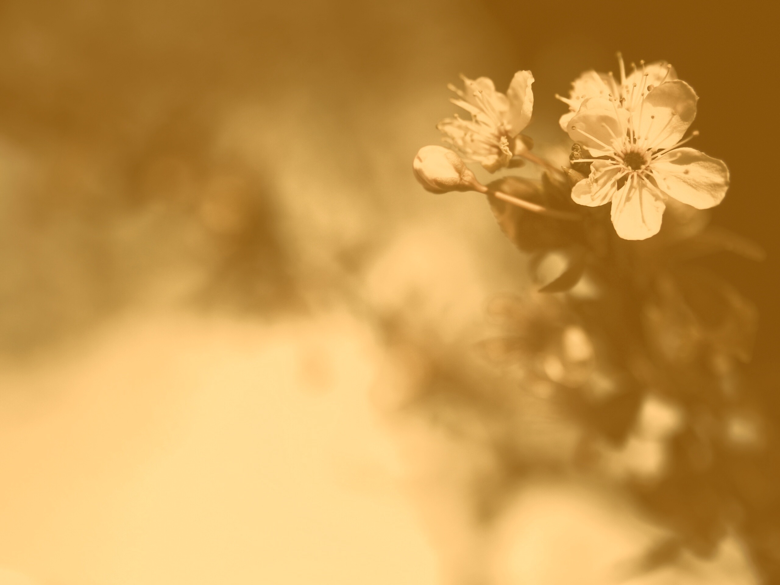 Цветок вишни обои