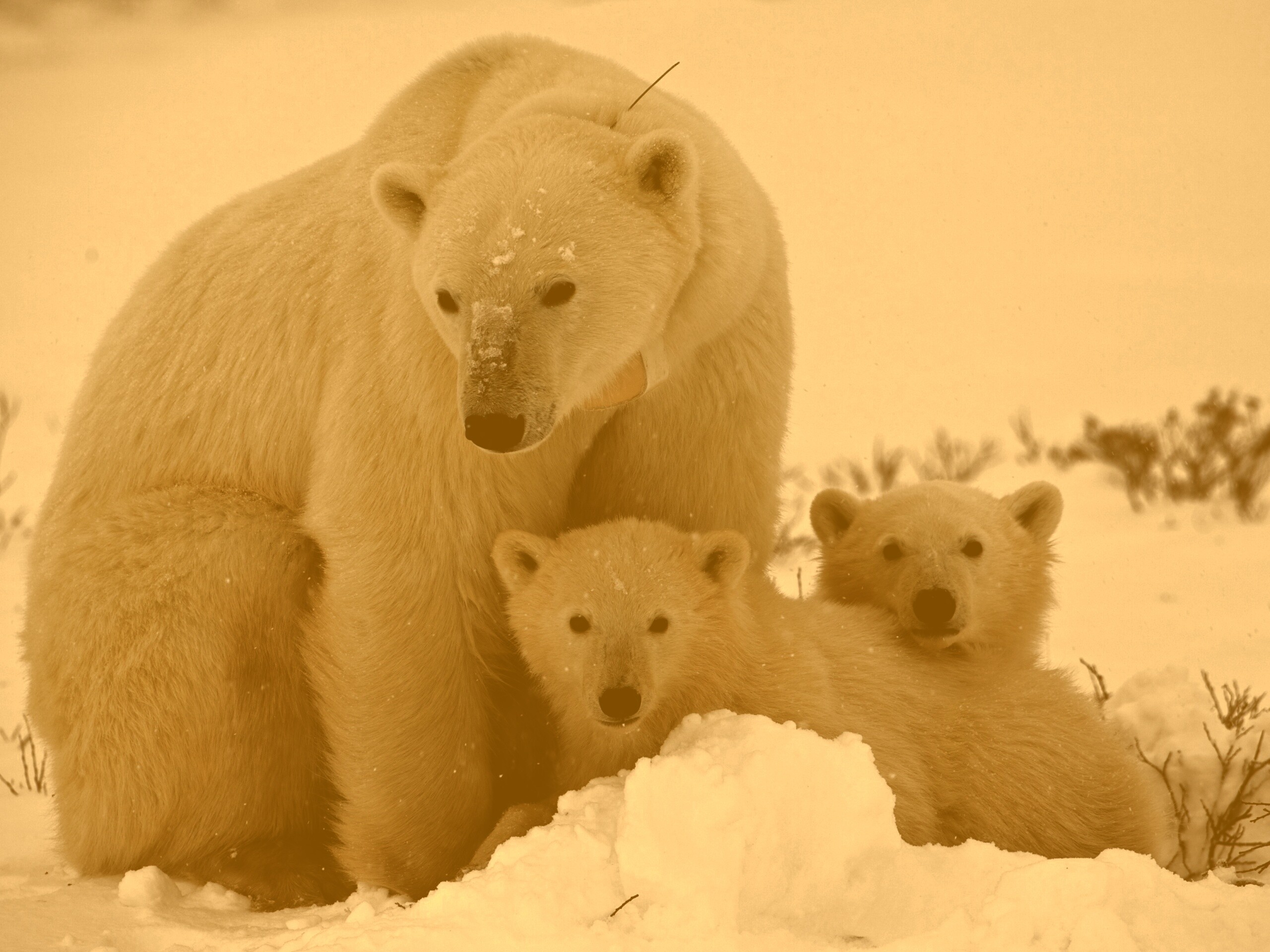 Белые медведи обои