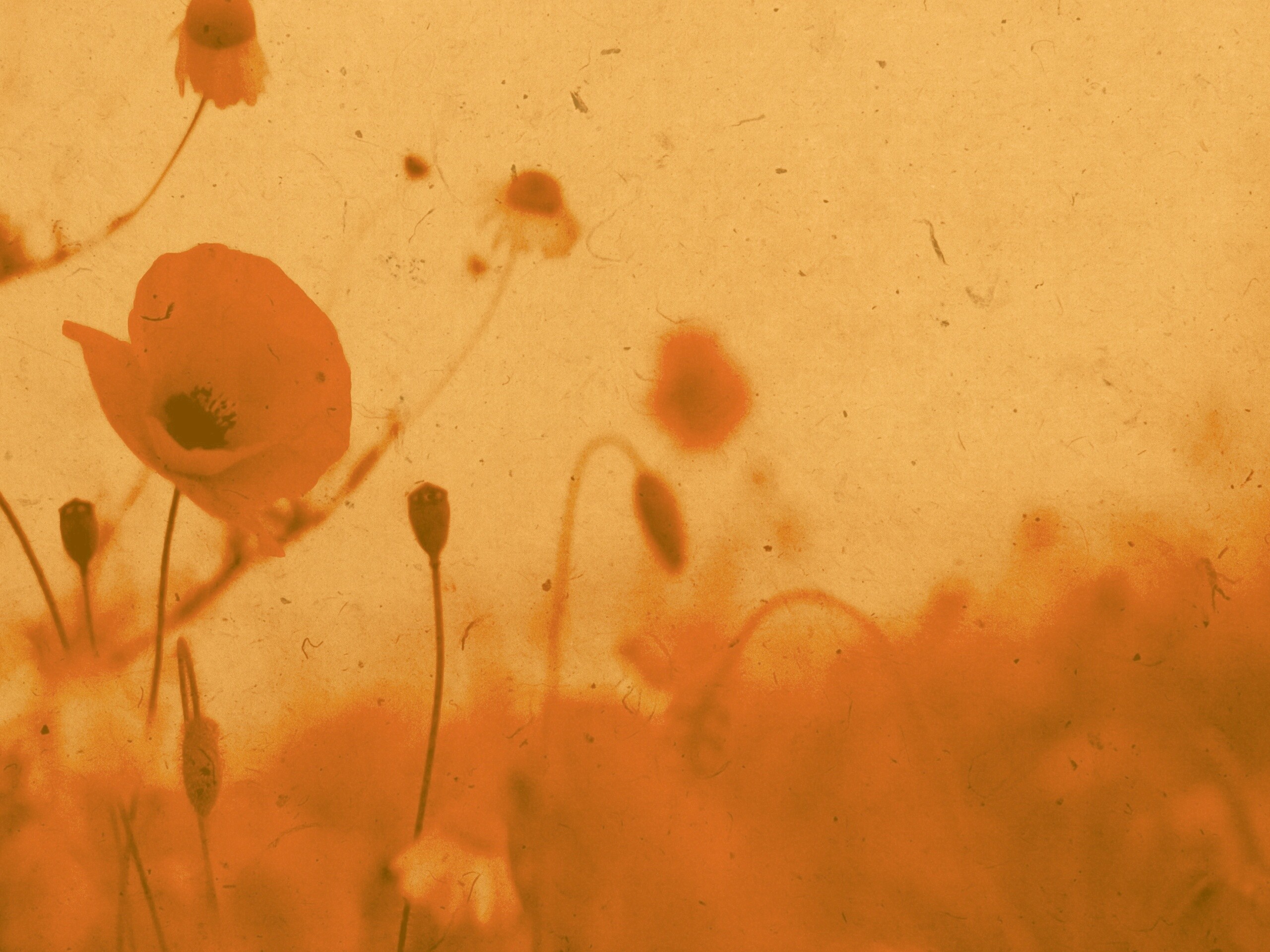 Кровавые цветы в стиле ретро обои