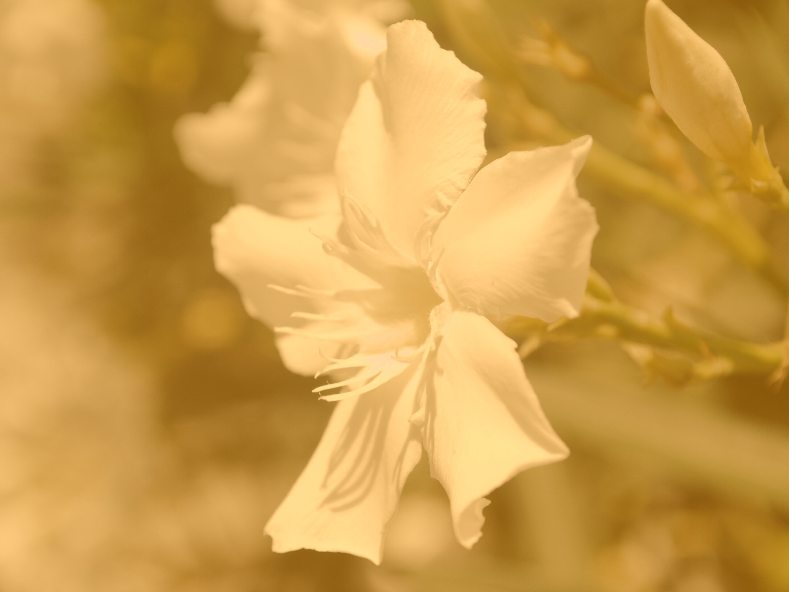 Эухарис, амазонская лилия обои