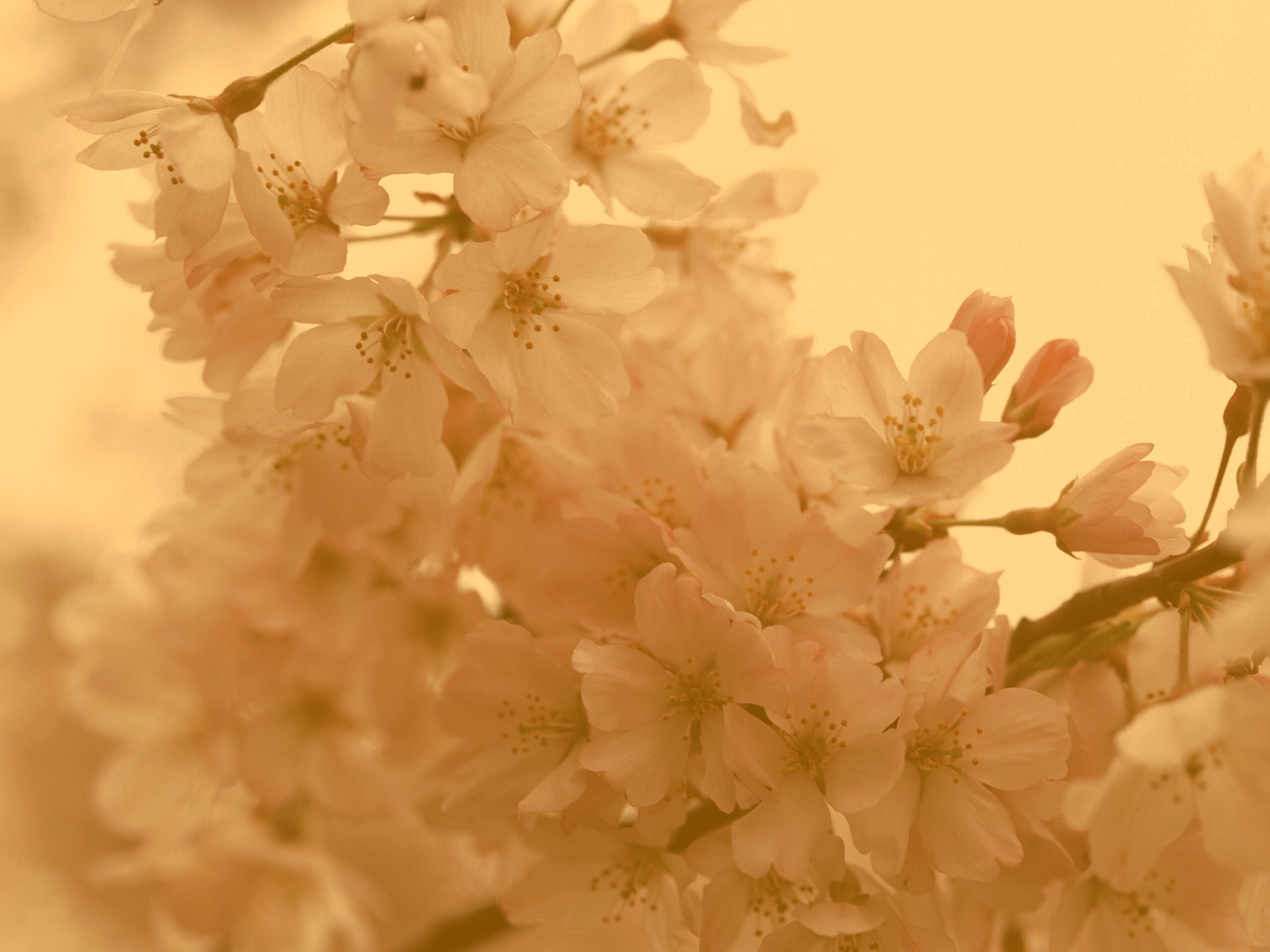 Цветение вишни обои