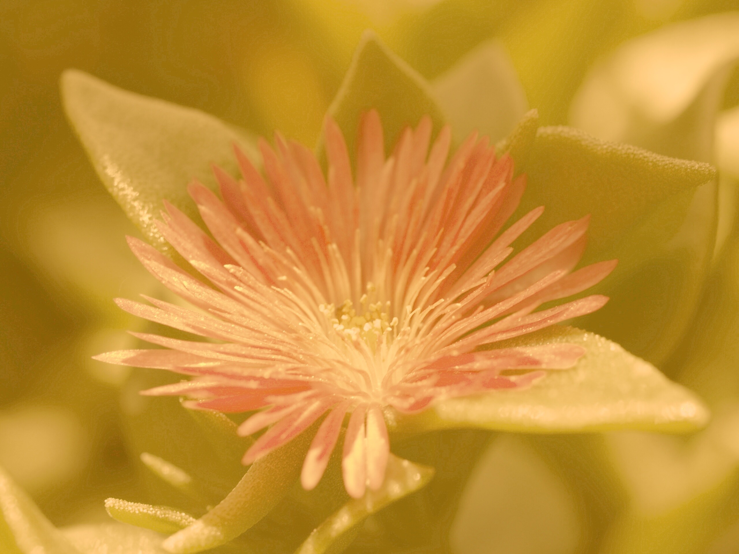 Чудесный цветок обои