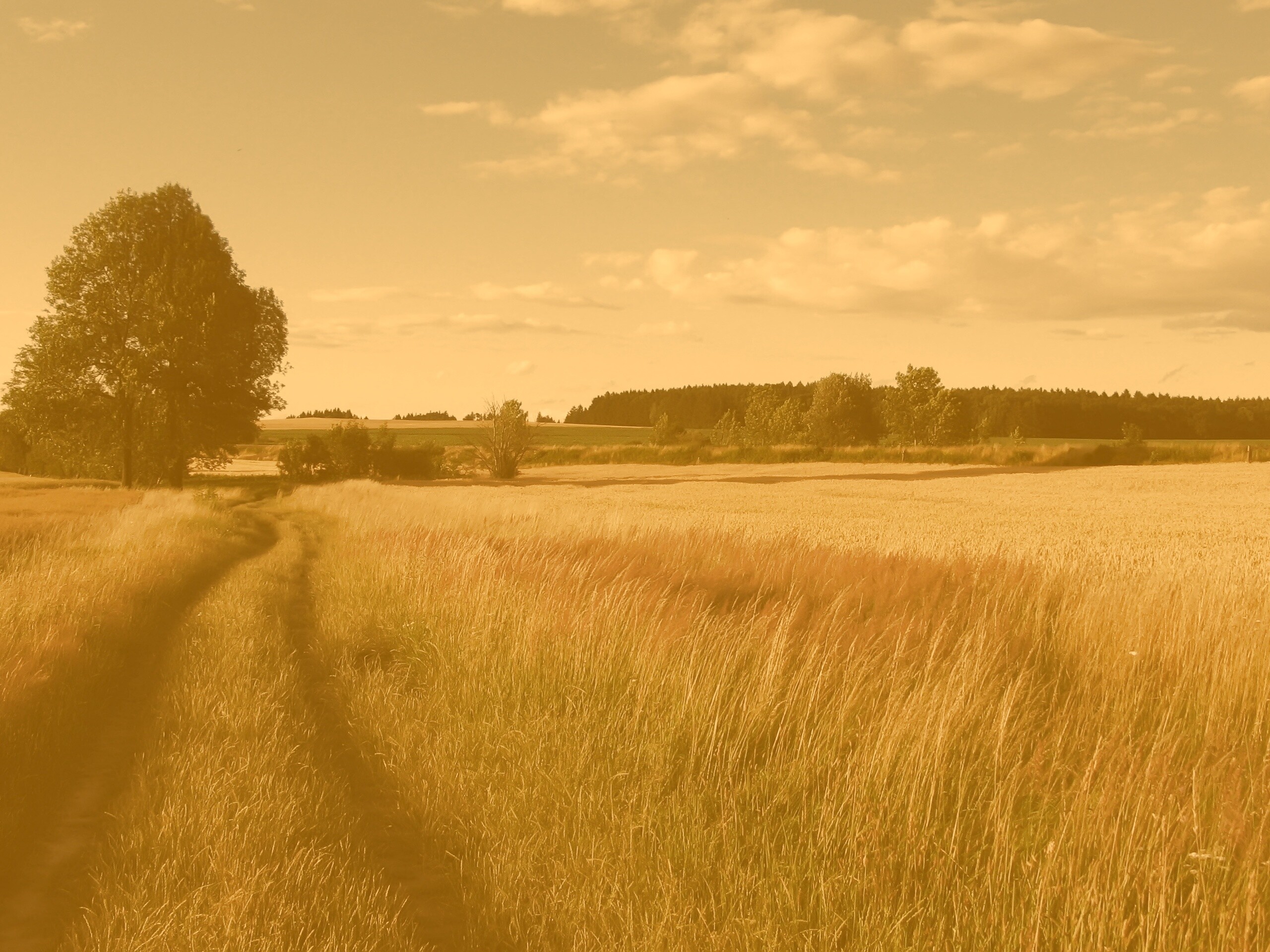 Колея в поле обои