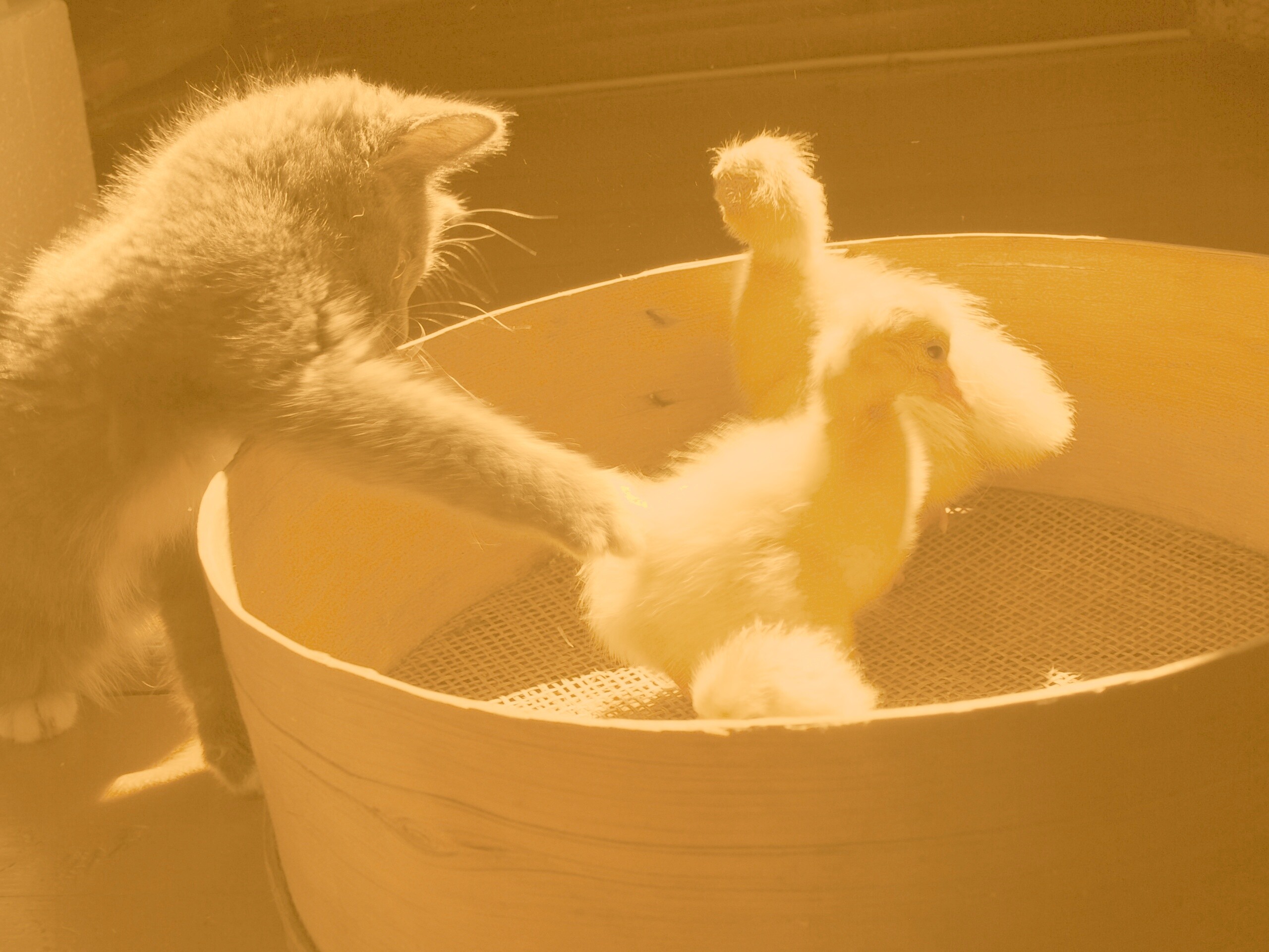 Котенок играет с утятами обои